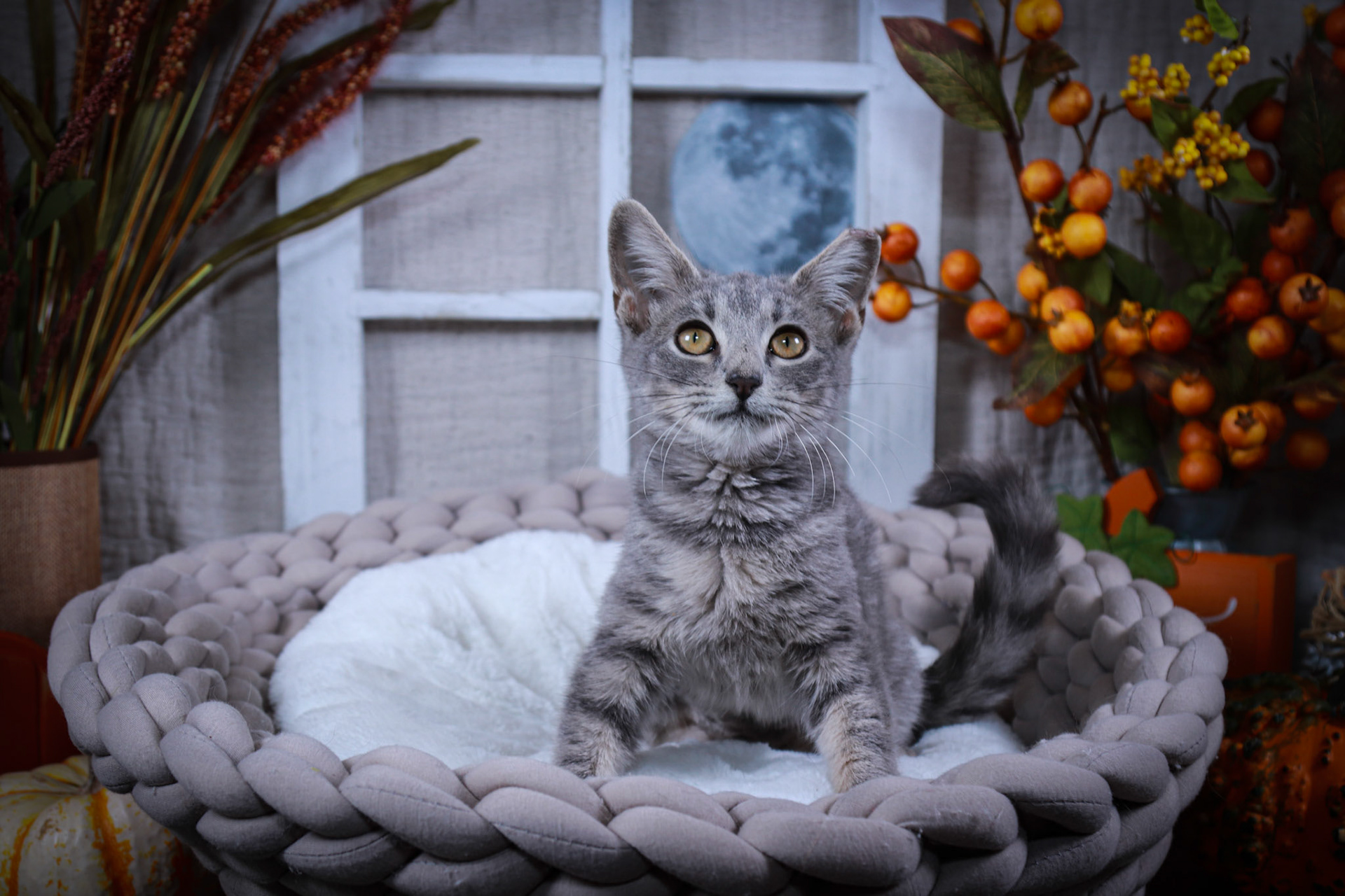 Fontana (F-DSH-Gray/Tabby)
