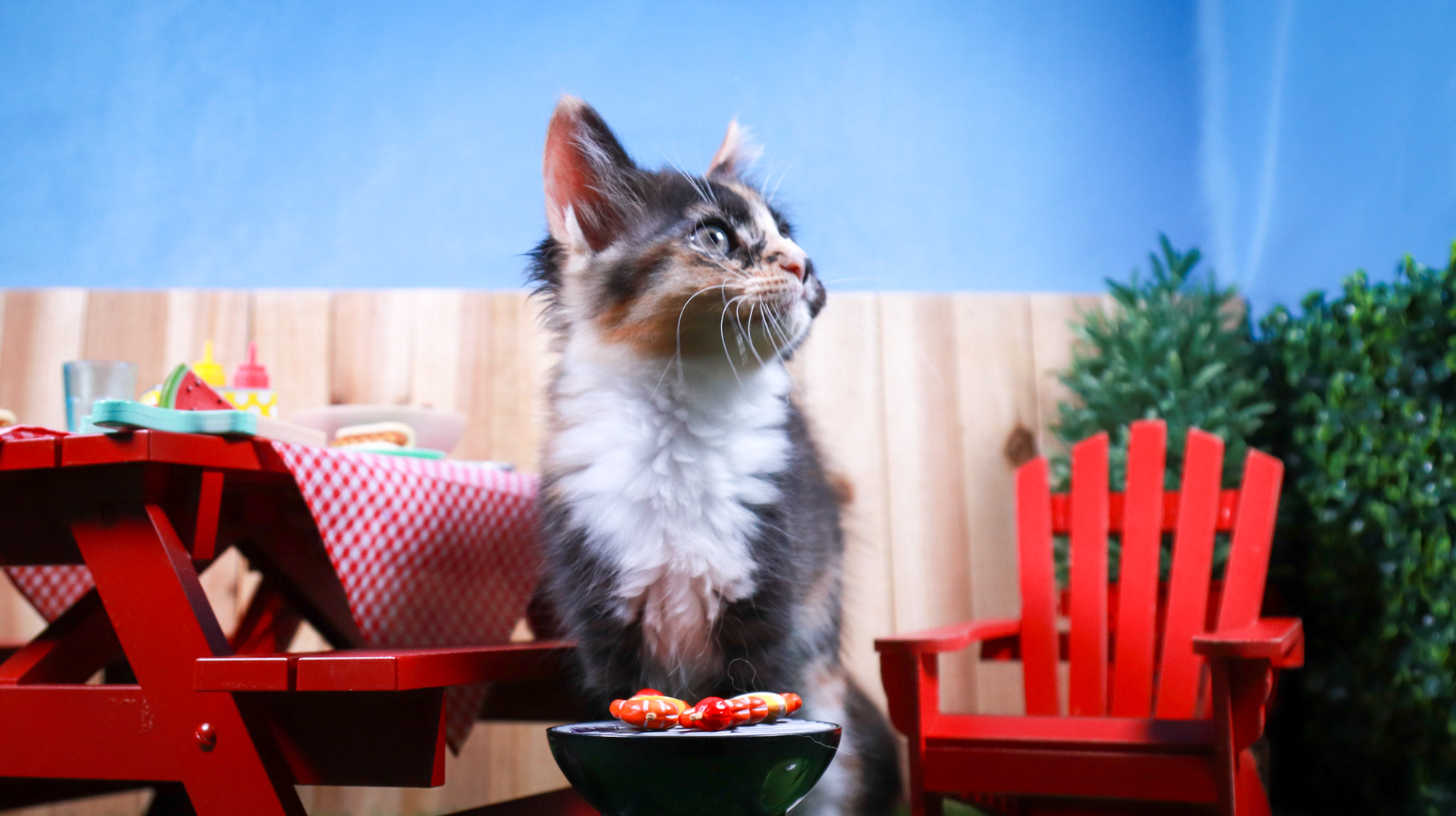 Snickers (F-DMH-Dilute/Calico)