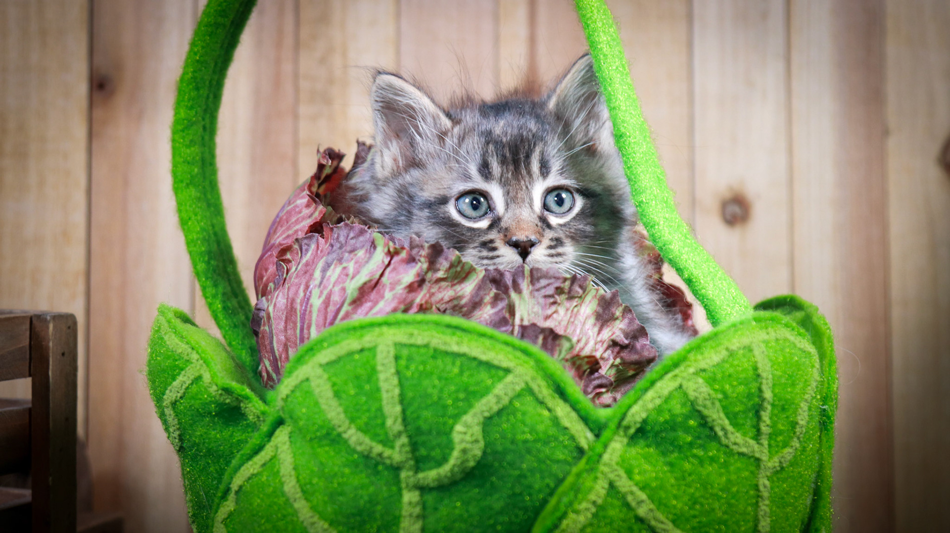 Stormy (M-DLH-Grey/Tan/Tabby)