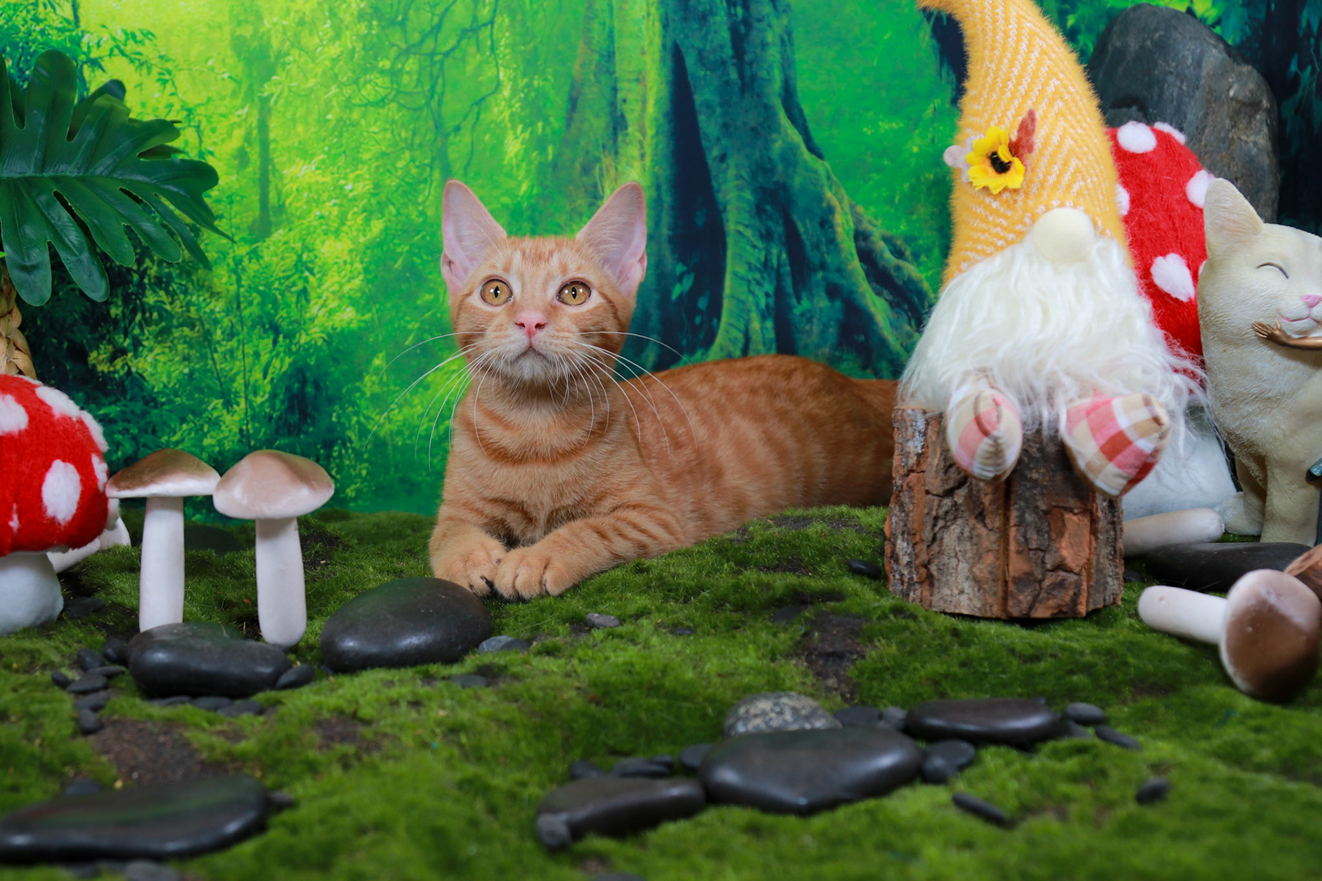 Peaches (F-DSH-Ginger/Tabby)