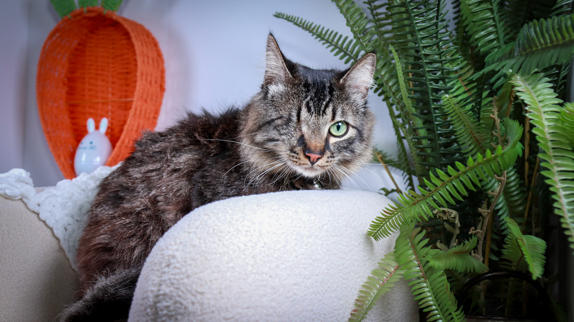 Bucky (M-DMH-Tabby)