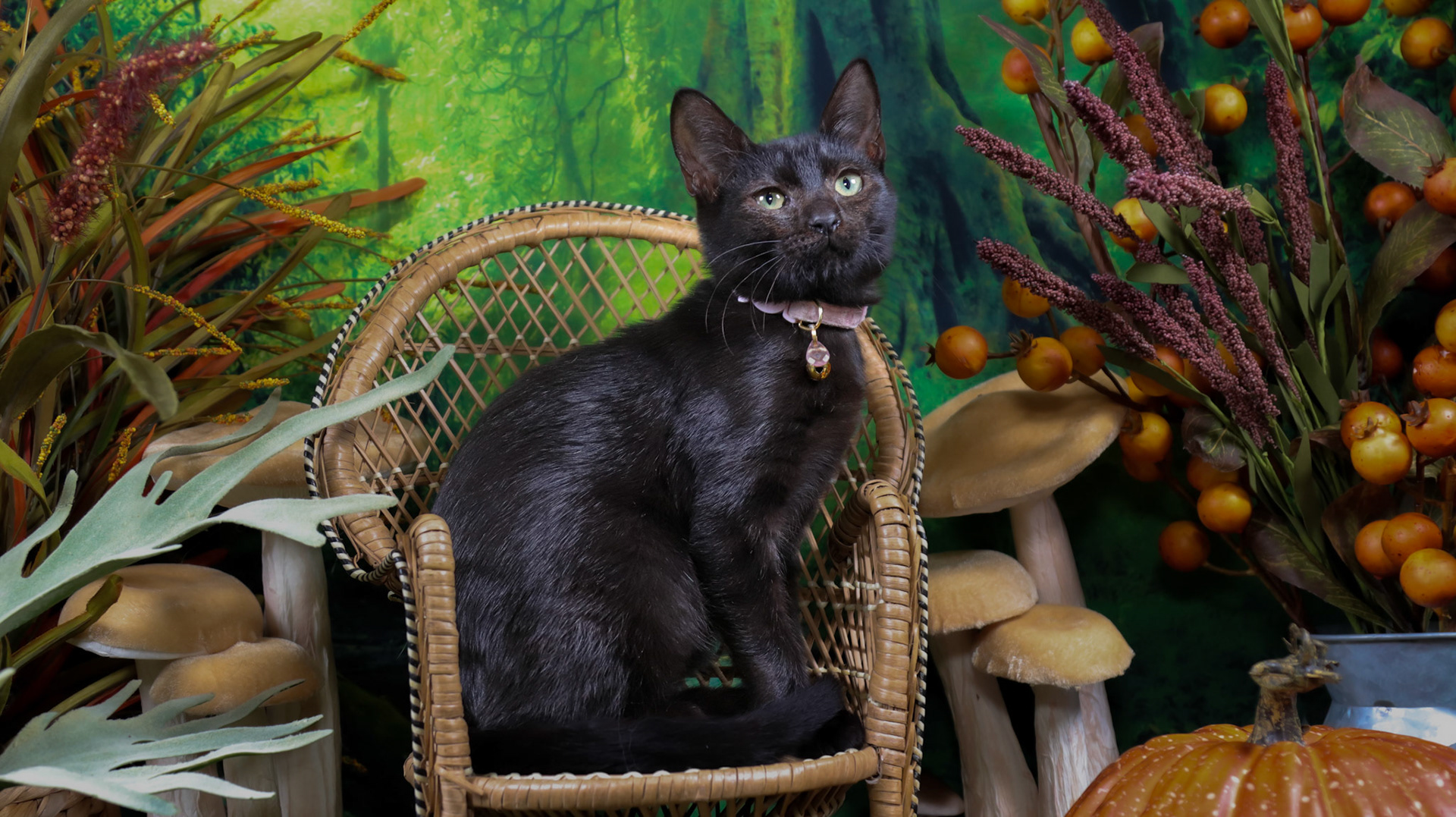 Serpentine (F-DSH-Black)