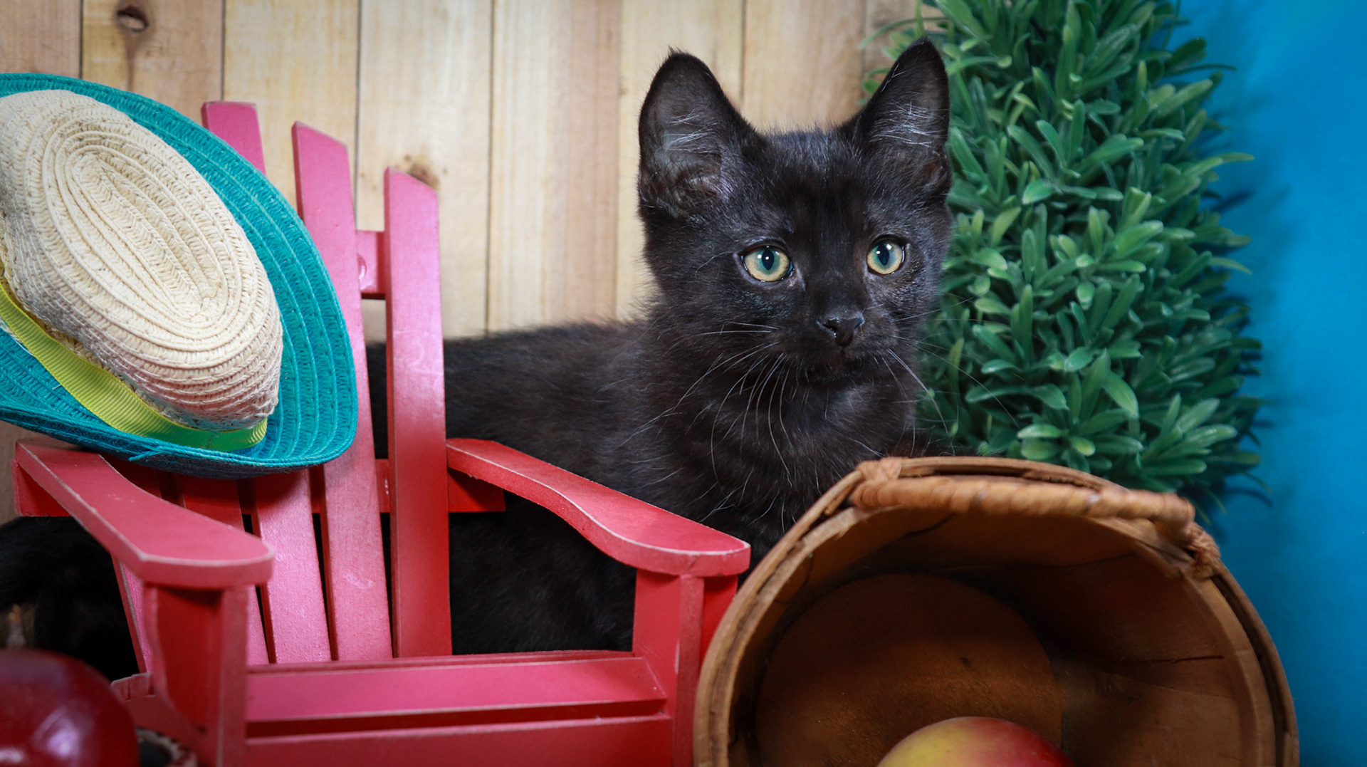 Prospero (M-DSH-Black)