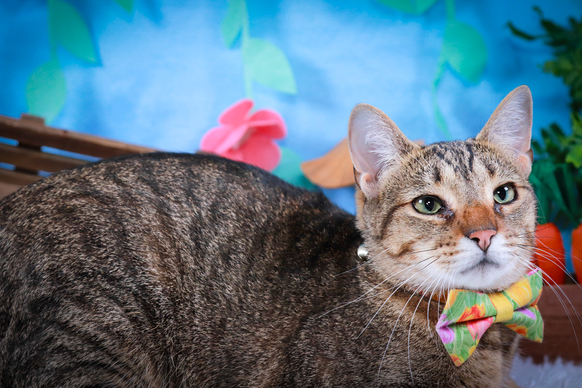 Walter (M-DSH-Tabby)