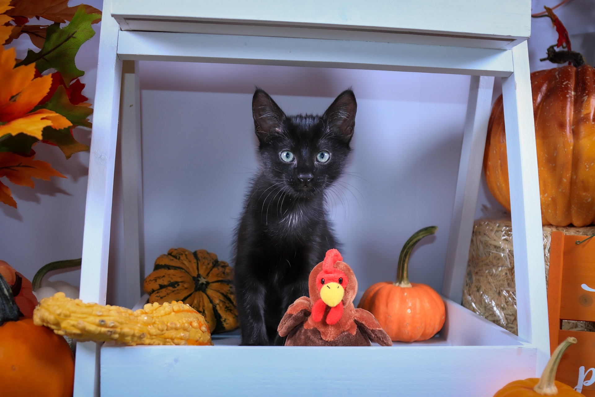 Salem (F-DSH-Black)