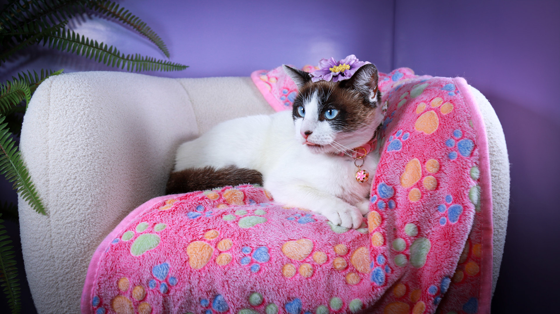 Kilala (F-DSH-Snow Shoe Siamese)