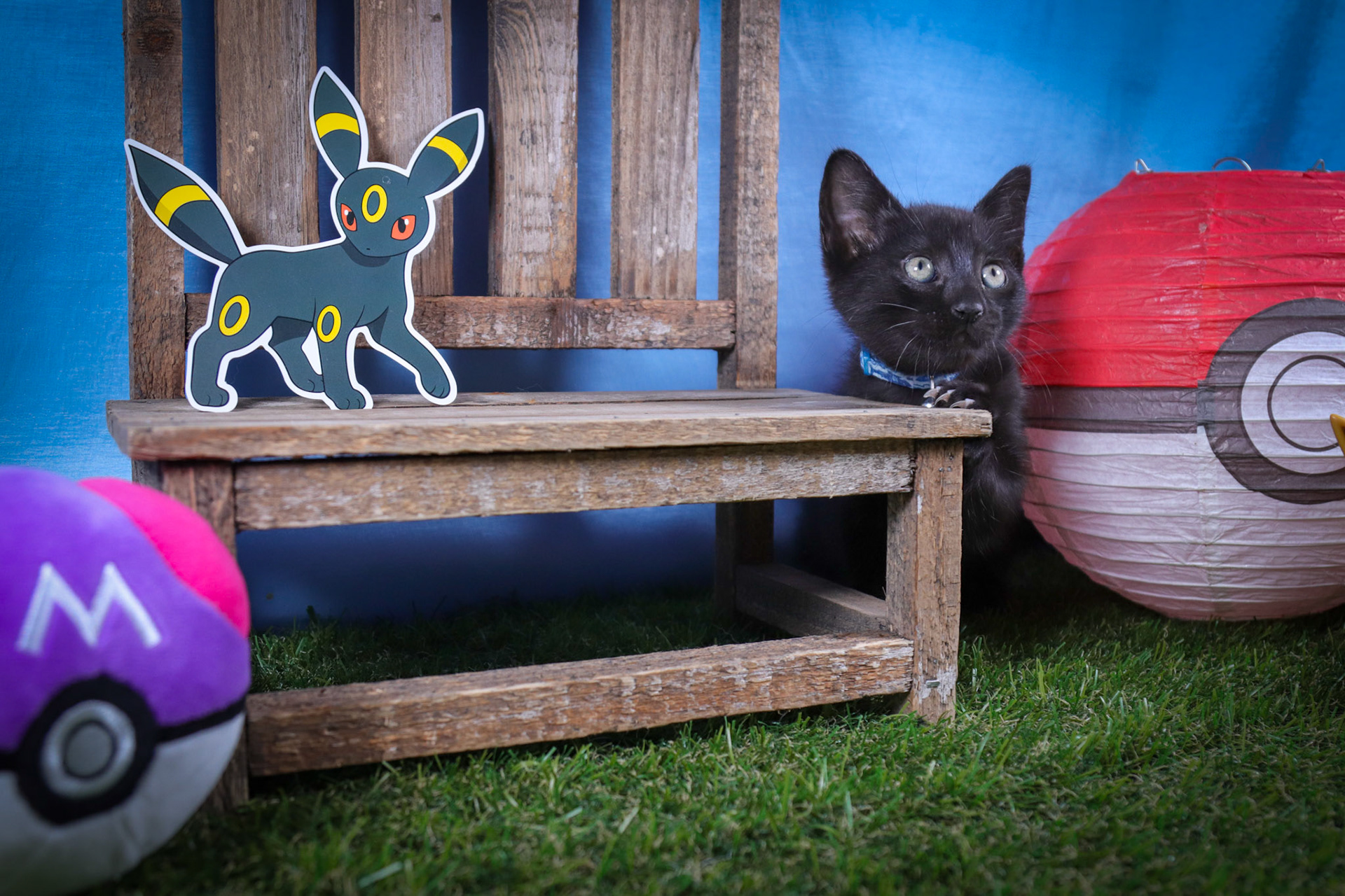 Umbreon (M-DSH-Black)