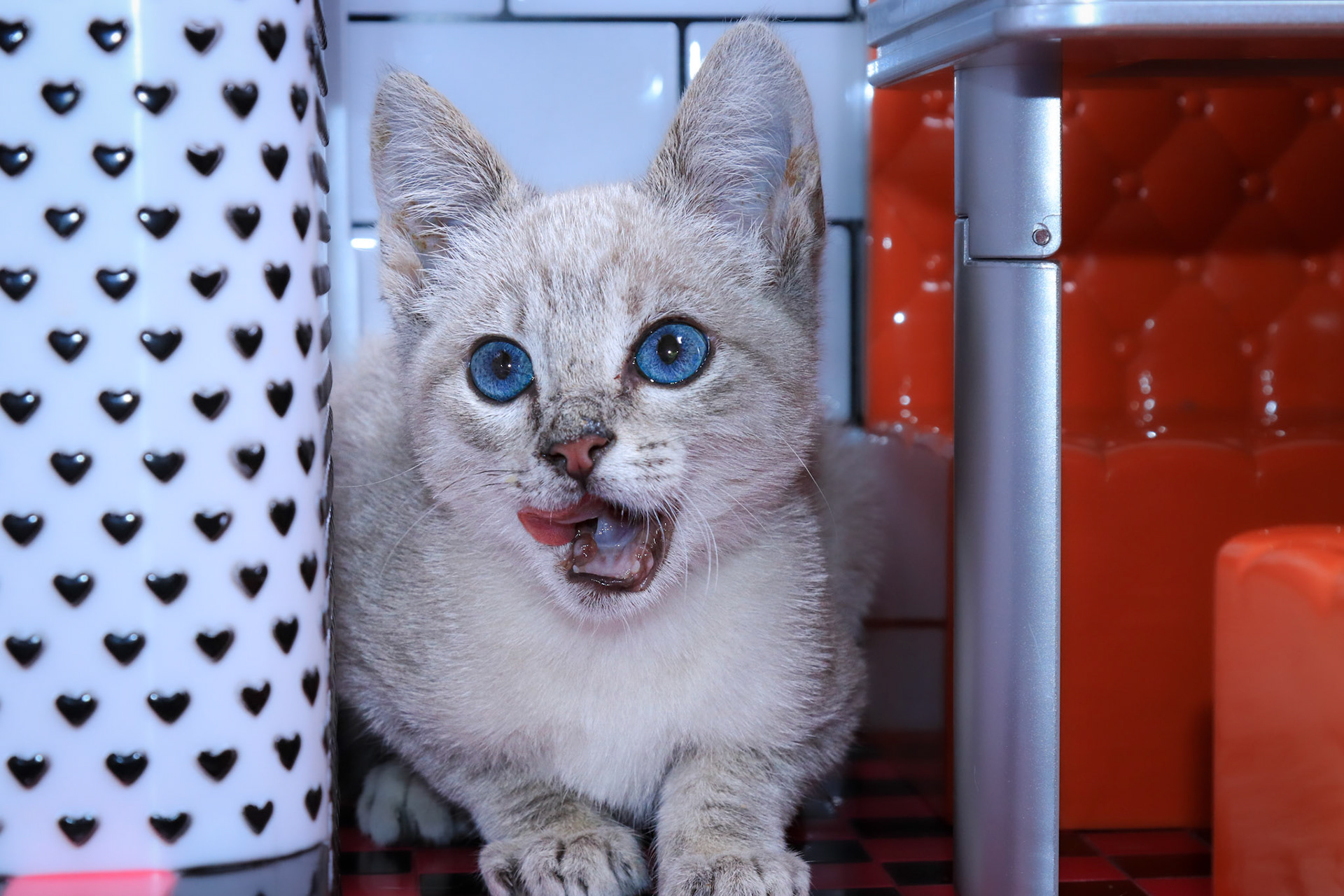 Yuki (M-DSH-Lynx Point Siamese)