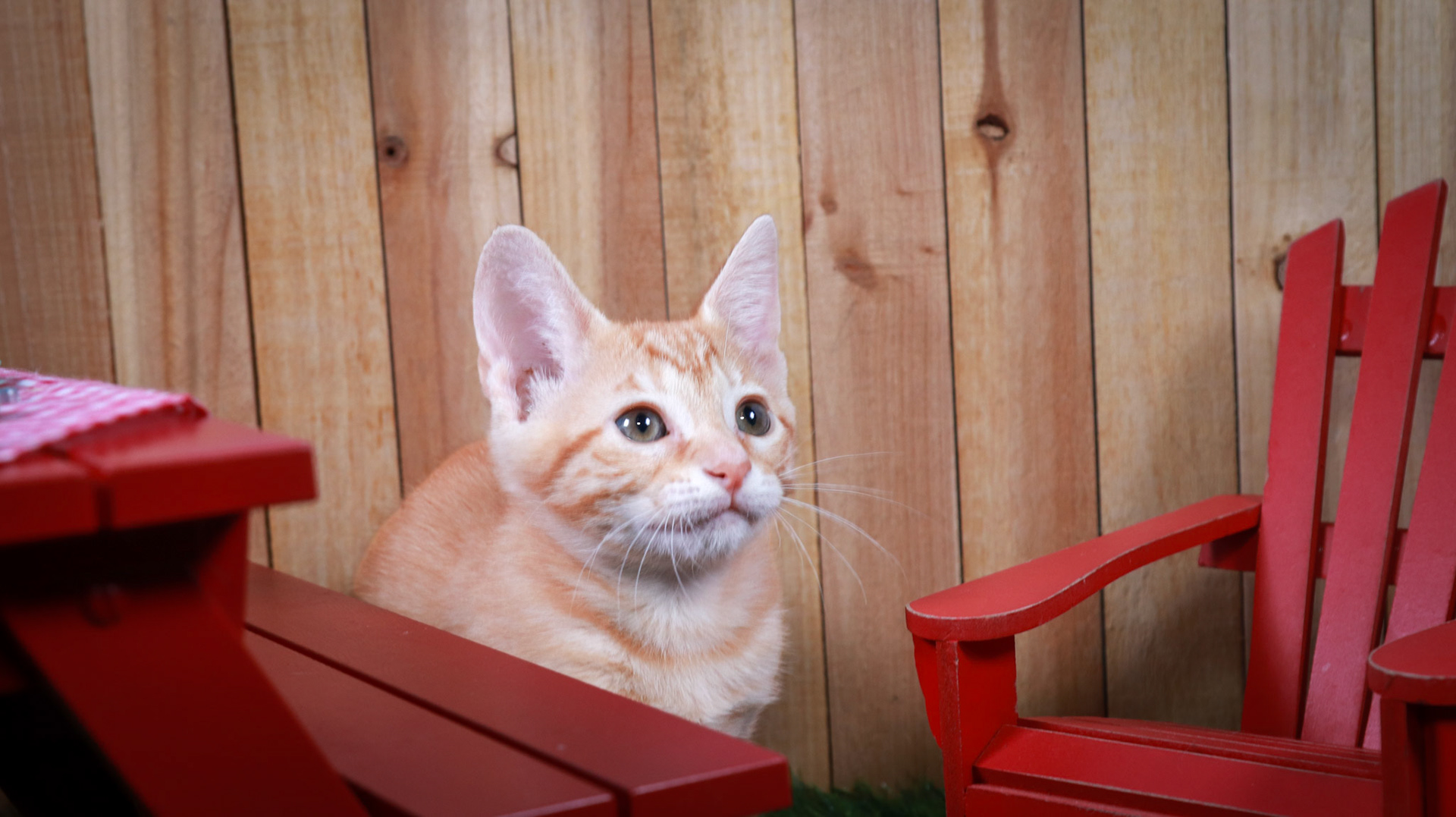 Blossom (F-DSH-Ginger)