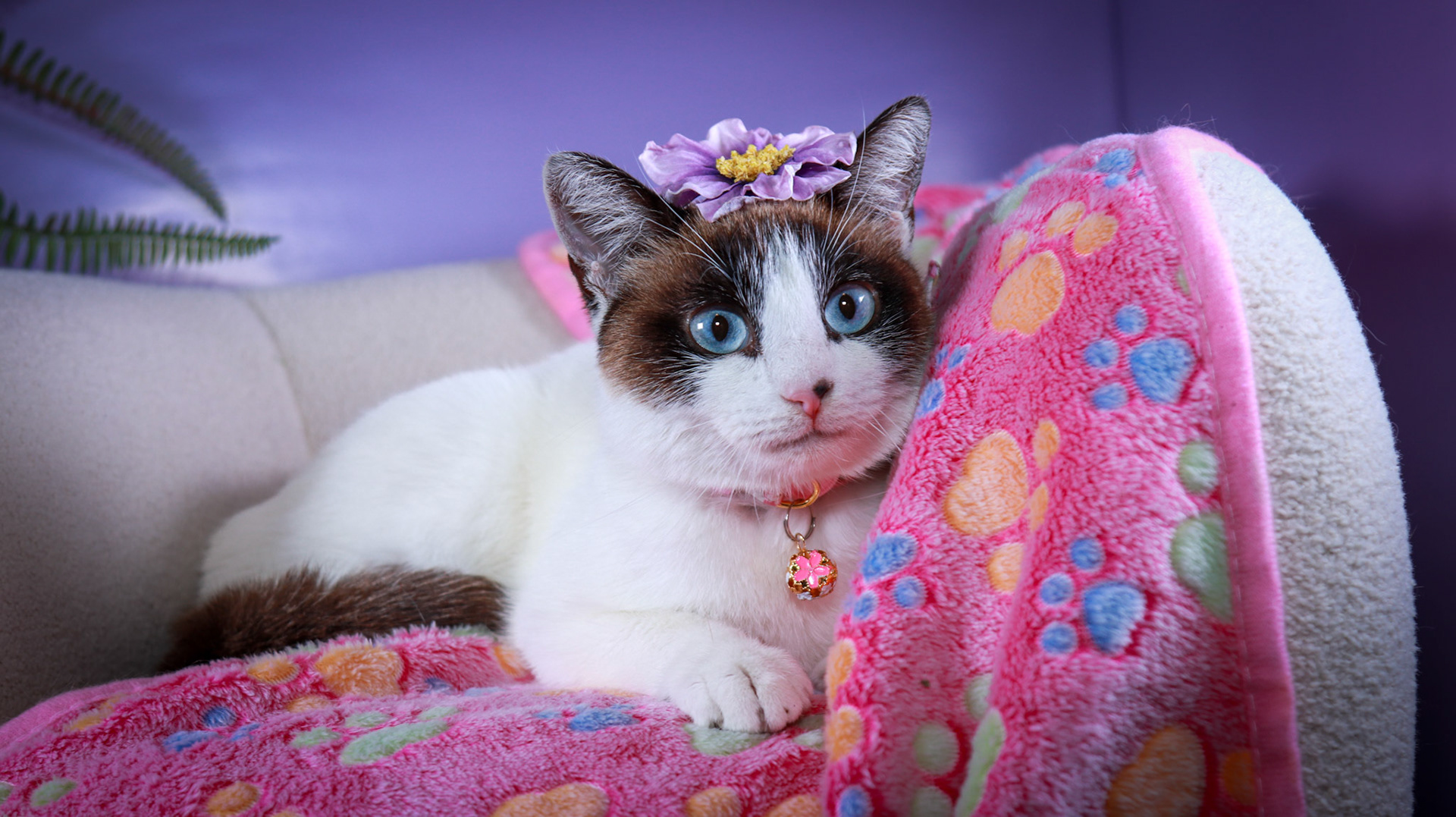Kilala (F-DSH-Snow Shoe Siamese)