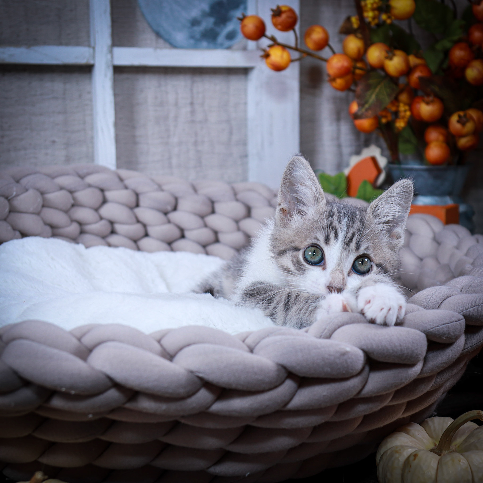 Nico (M-DSH-White/Gray/Tabby)