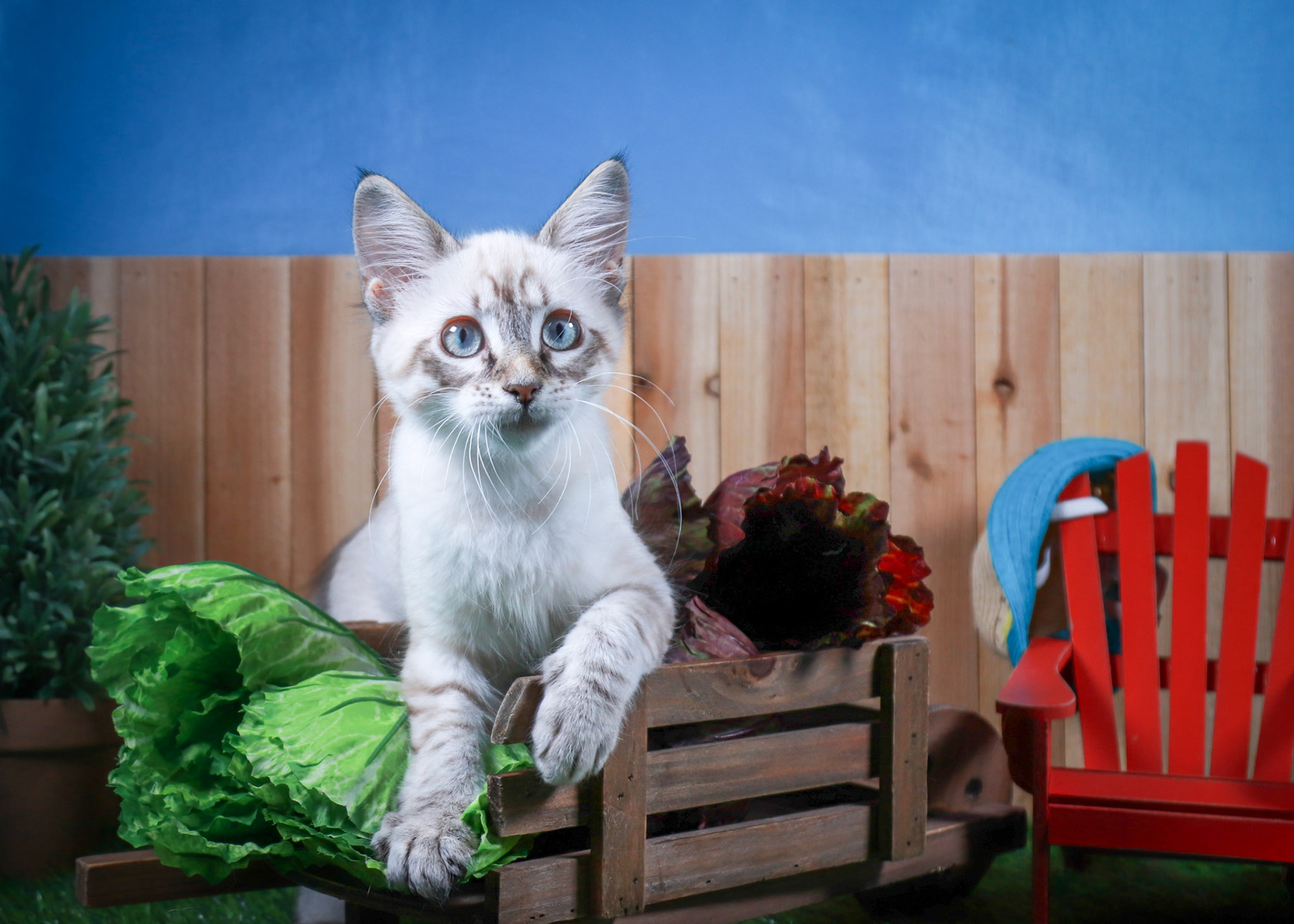 Claira Bow (F-DLH-Linx Point Siamese)