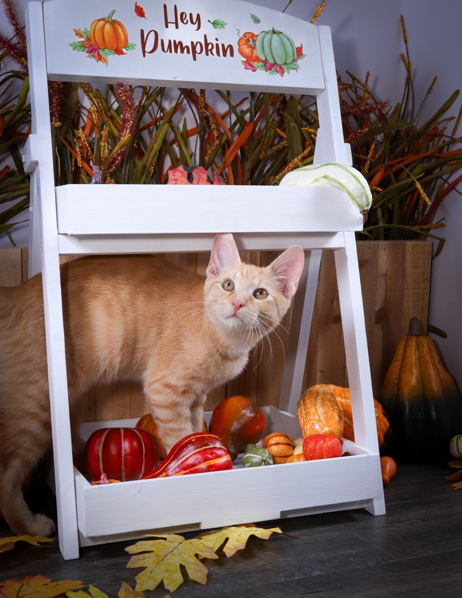 Rusty (M-DSH-Orange/White)
