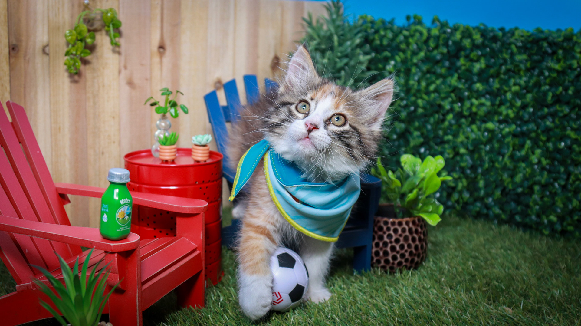 Suzume (F-DLH-Calico)