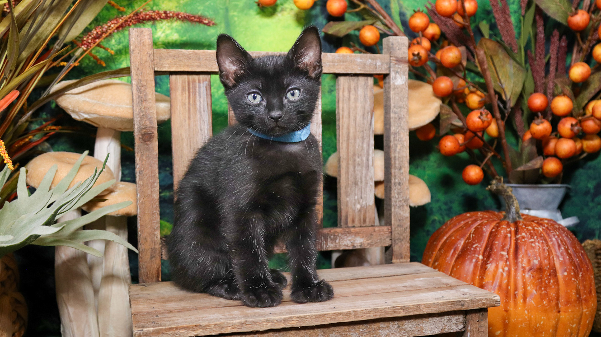 Koa (M-DSH-Polydactyl/Black)