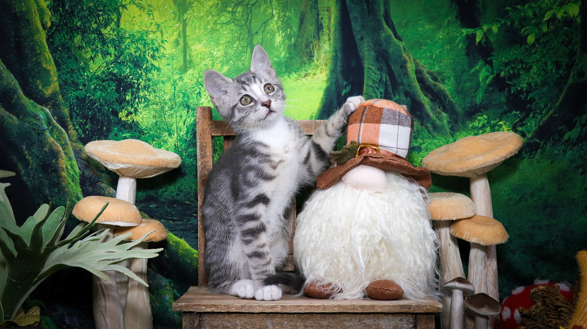Inigo Montoya (M-DSH-Tabby/White/Tuxie)