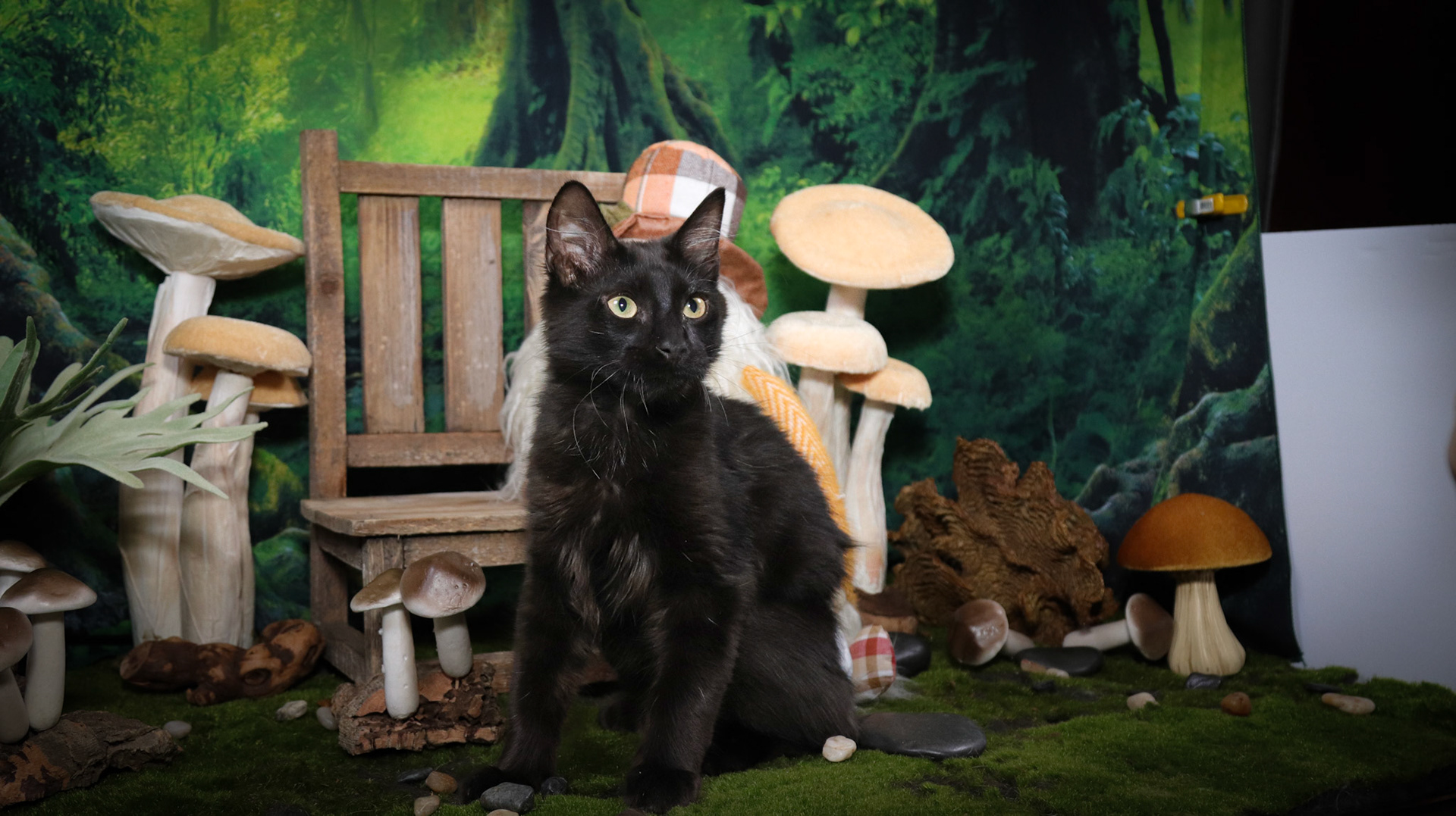 Rafiki (M-DLH-Black/Manx)