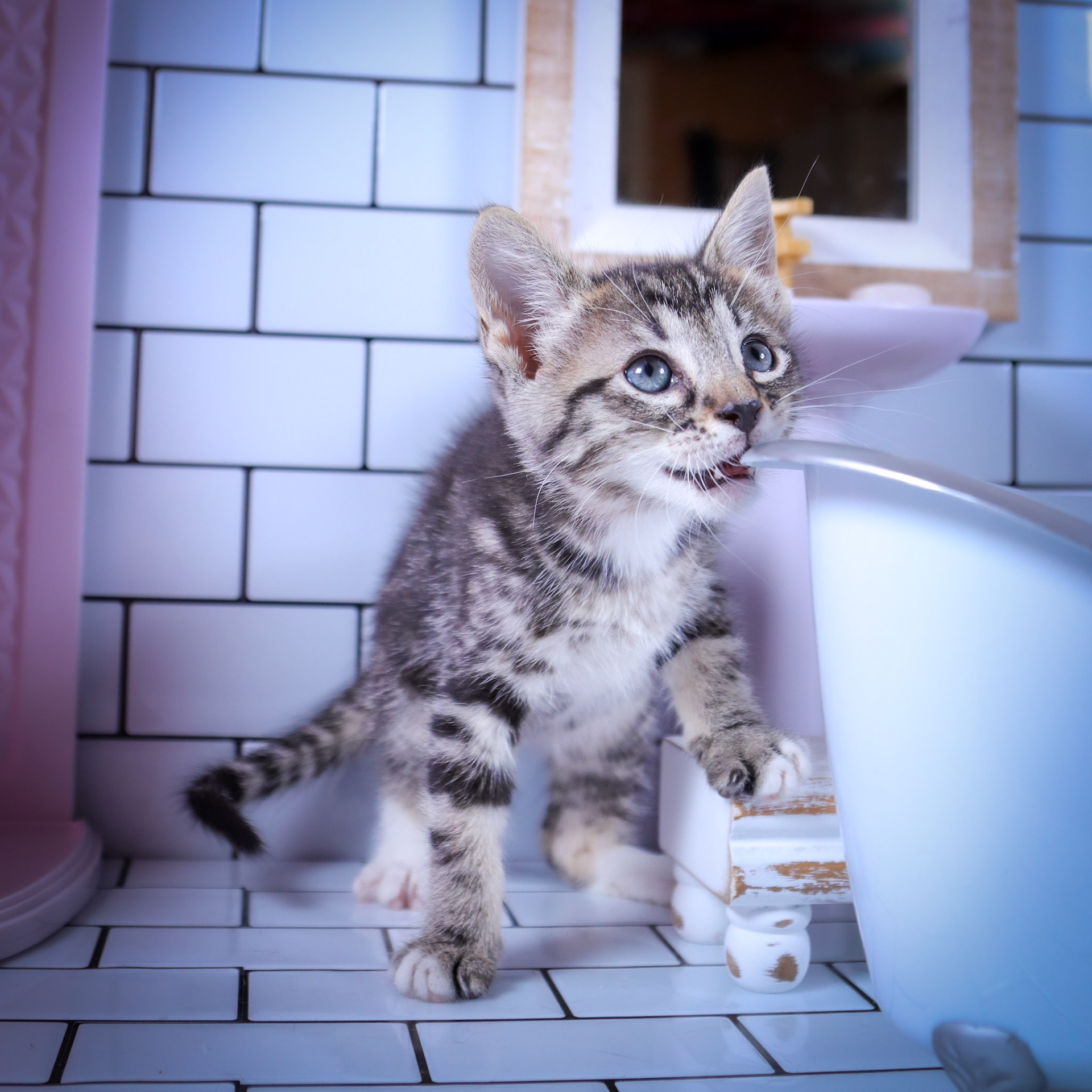 Milo (M-DSH-Tabby/White)