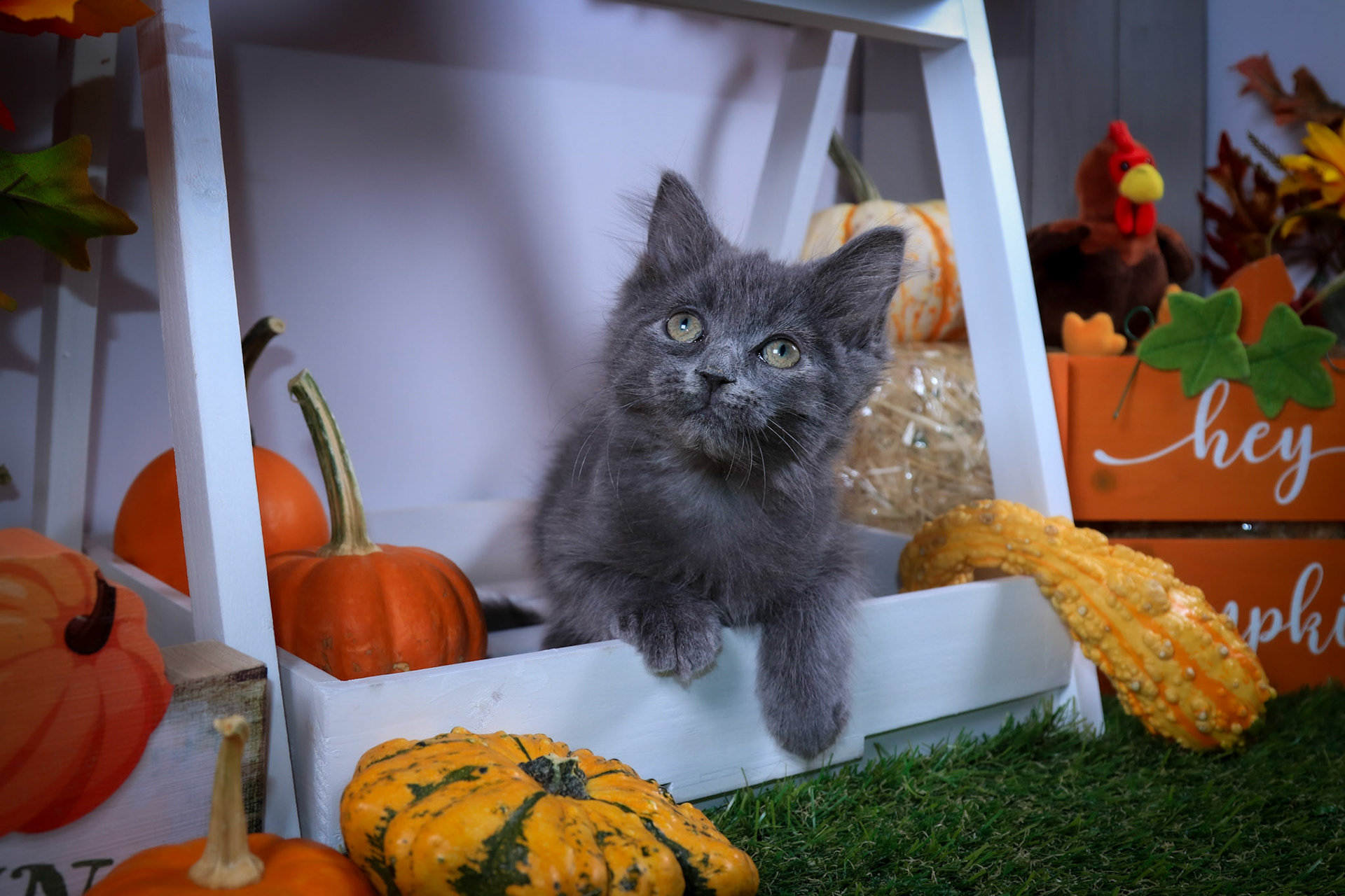 Pepper (M-DLH-Russian Blue)