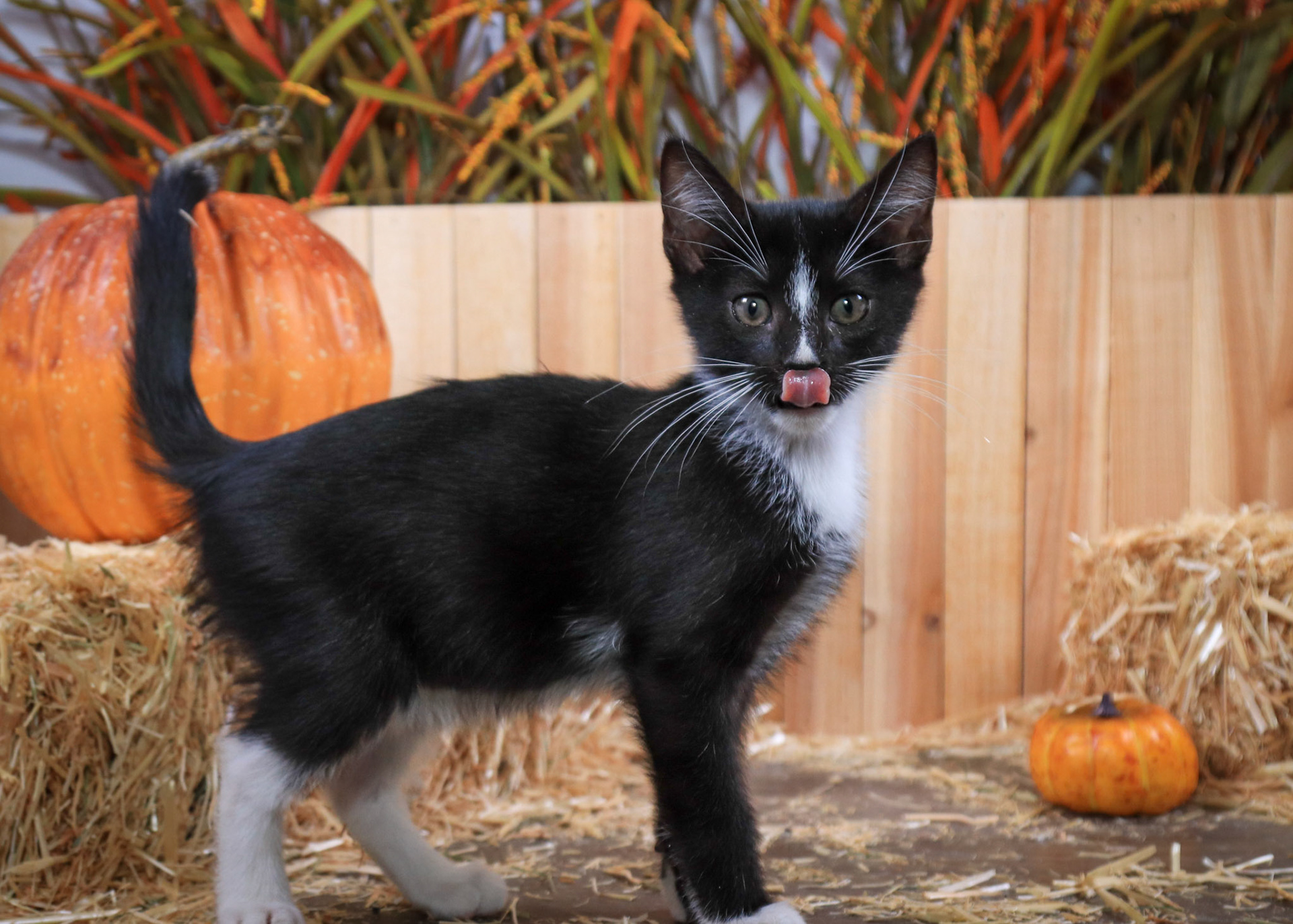 Ringo (M-DSH-Black/White/Tuxedo)