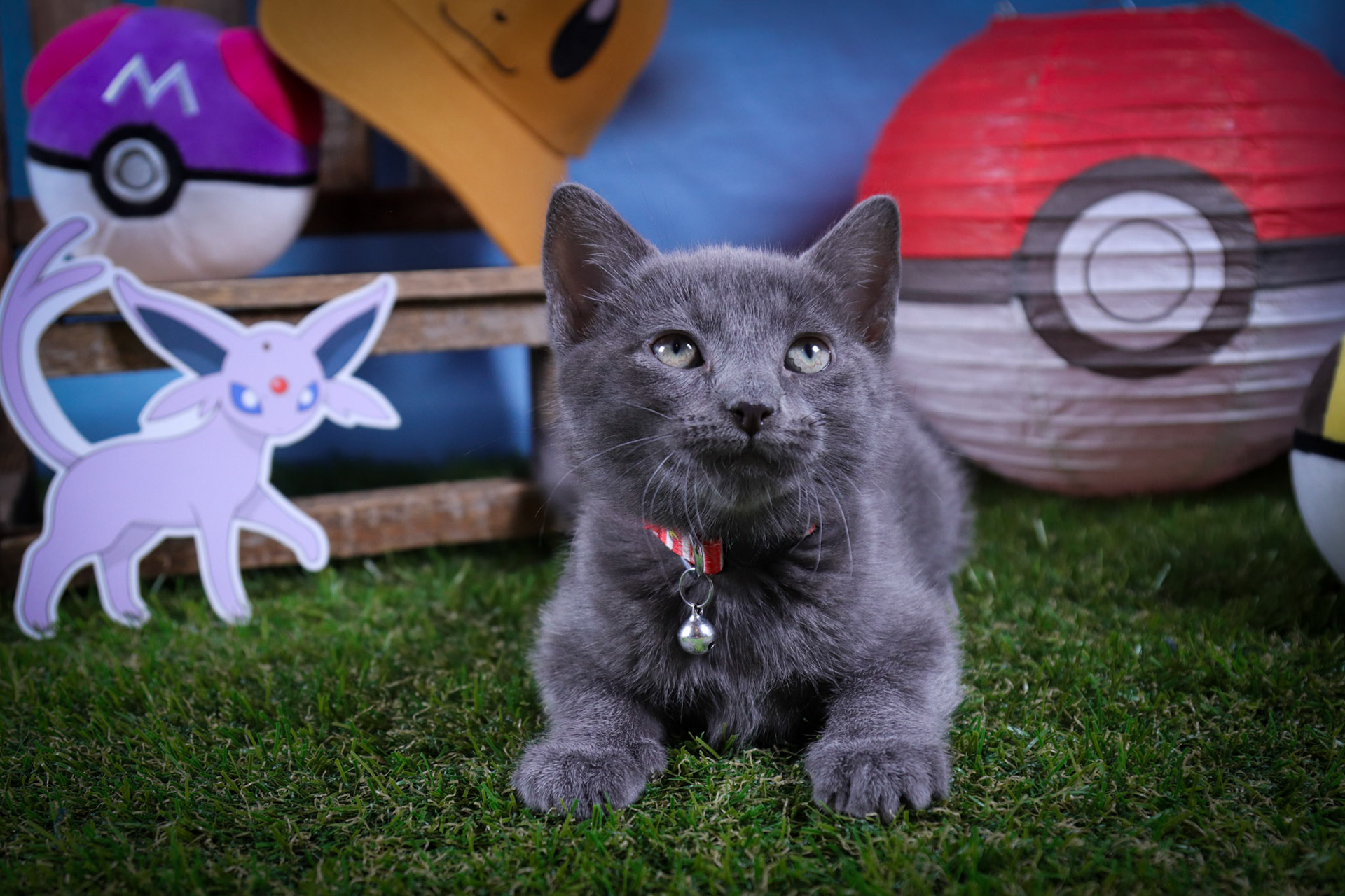 Espeon (F-DSH-Black)