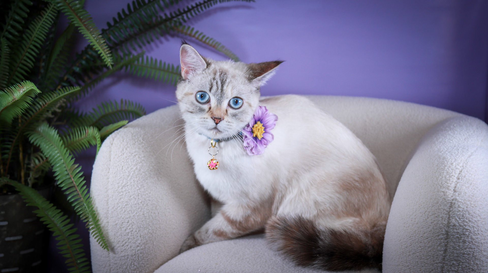 Lumi (F-DSH-Lynx Point Siamese)