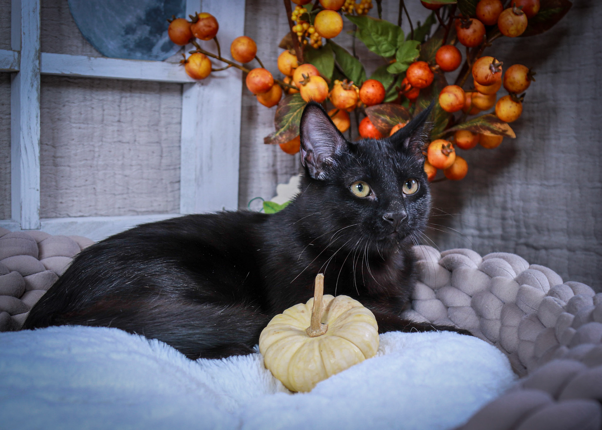 Binx (M-DSH-Black)