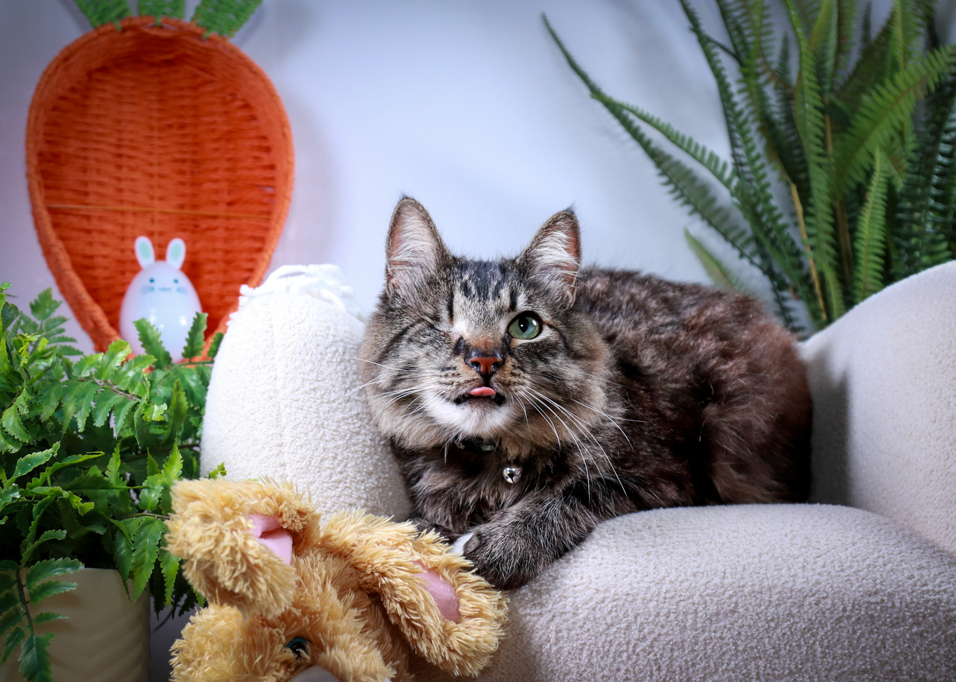 Bucky (M-DMH-Tabby)