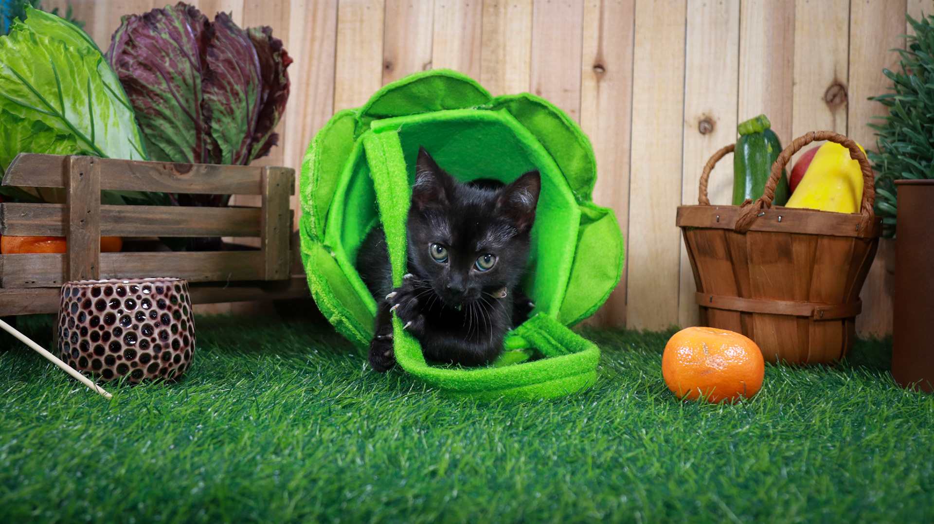 Otter (F-DSH-Black)