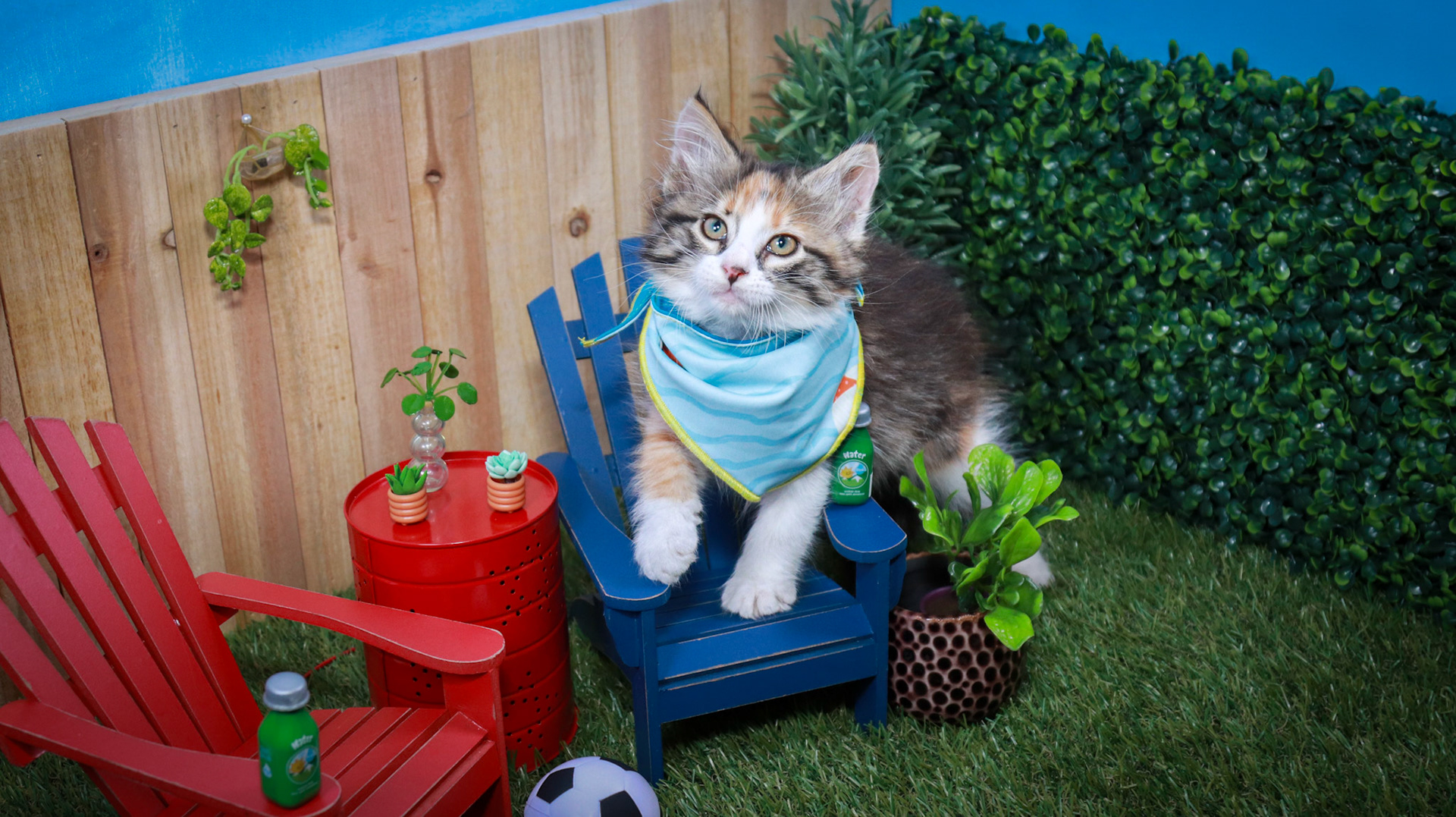 Suzume (F-DLH-Calico)