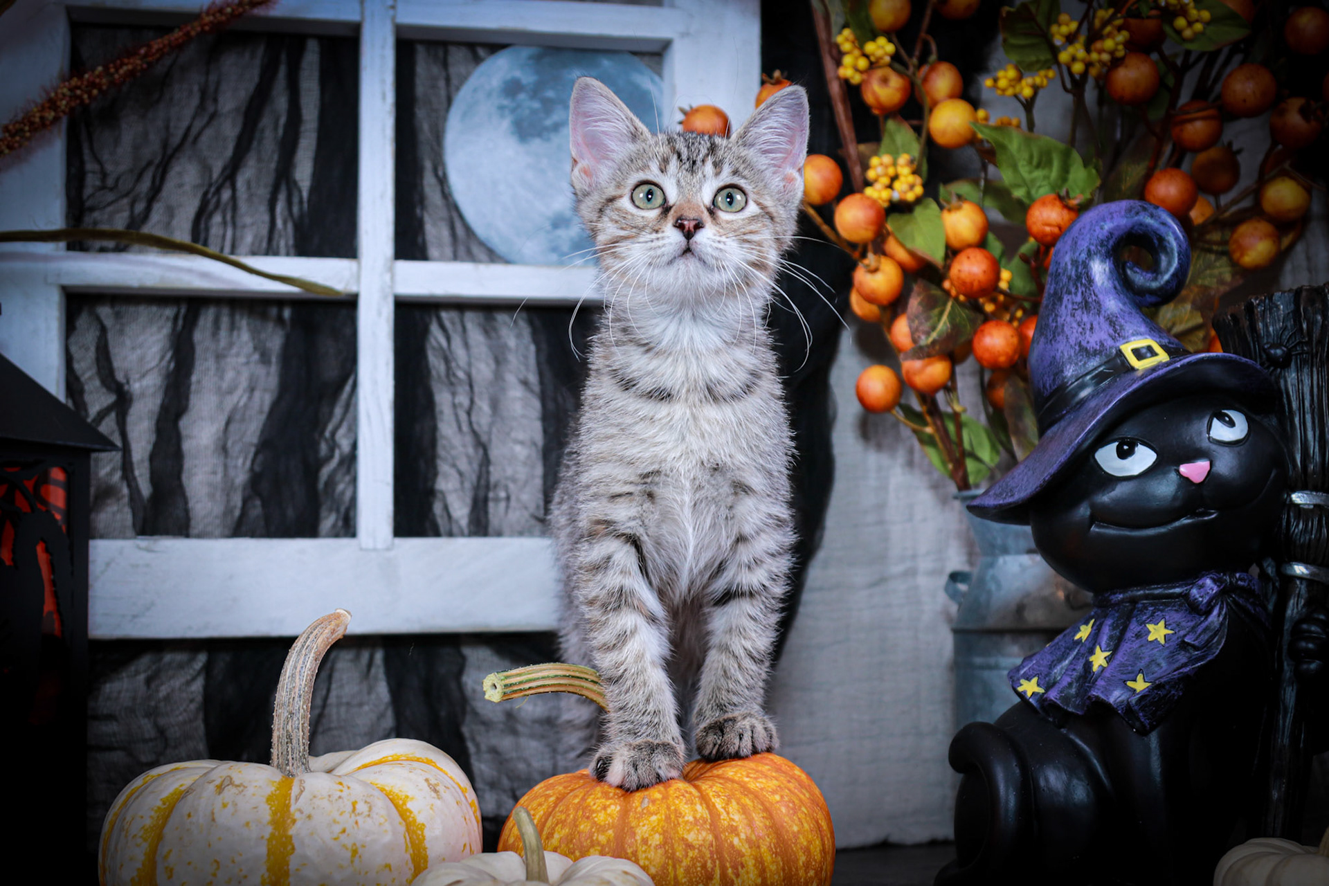 Luna (F-DSH-Torbie)
