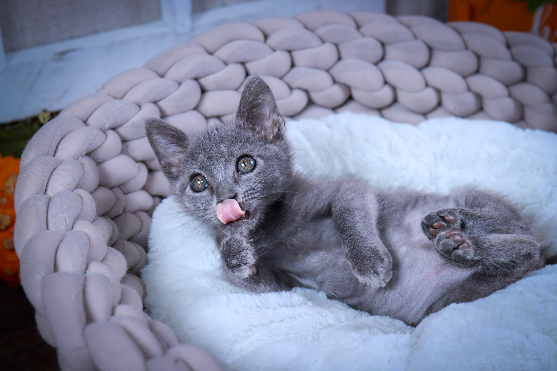 Archer (M-DSH-Ru8ssian Blue/Mix)