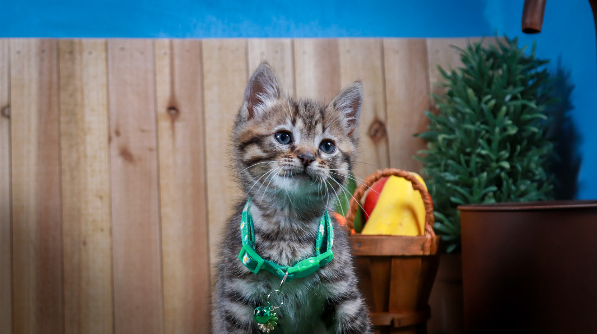 Walter (M-DSH-Tabby)