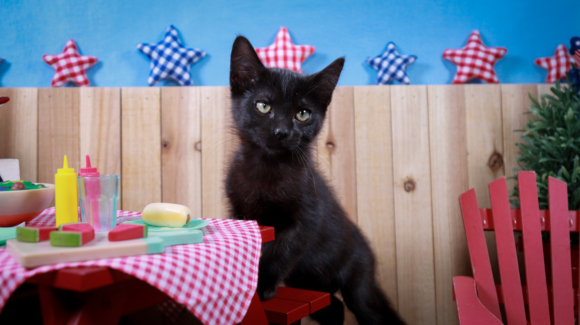 Penelope (F-DSH-Black)