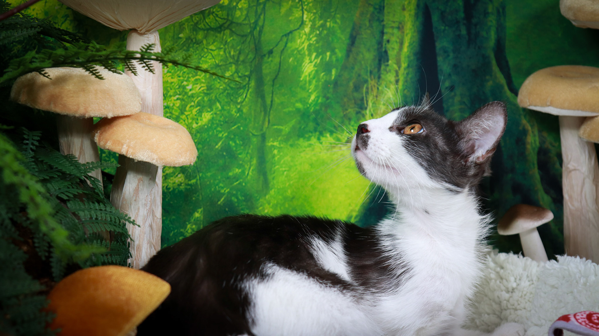 Daisy (F-DSH-Black/White)