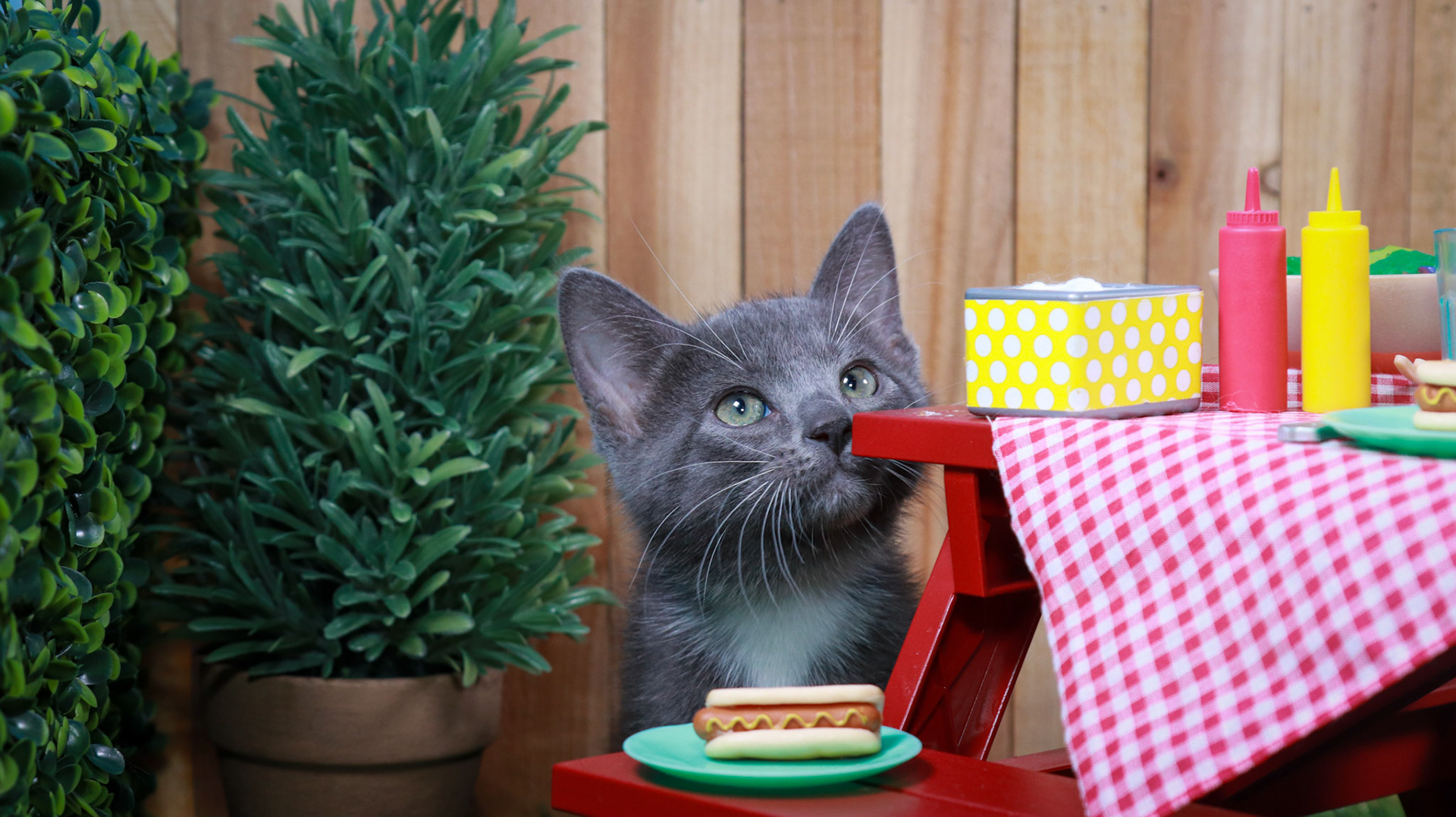 Hematite (F-DSH-Grey/White/Tuxie)