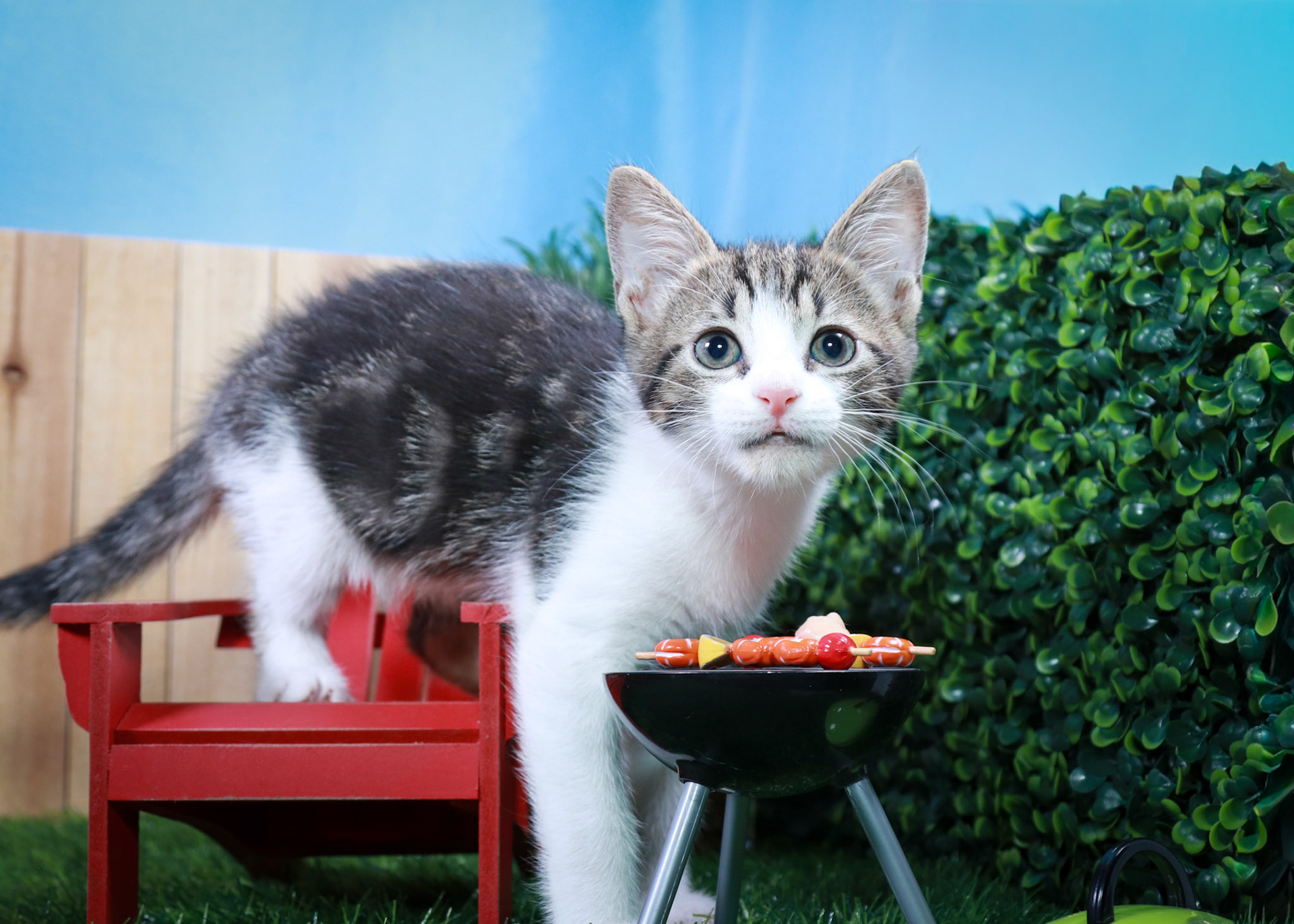 Zinnia (F-DSH-Tabby/White)
