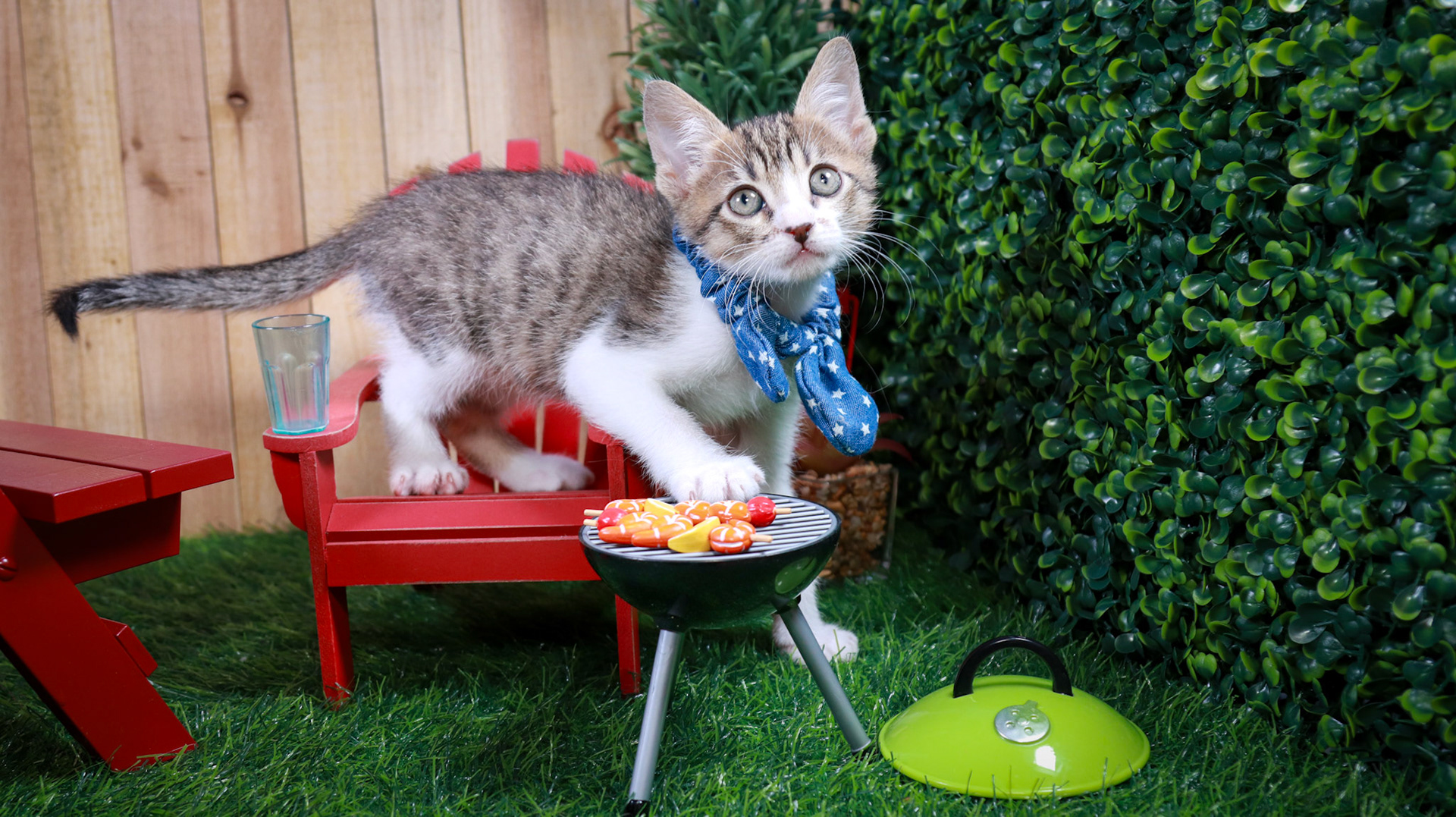 Eragon (M-DSH-Tabby/White)