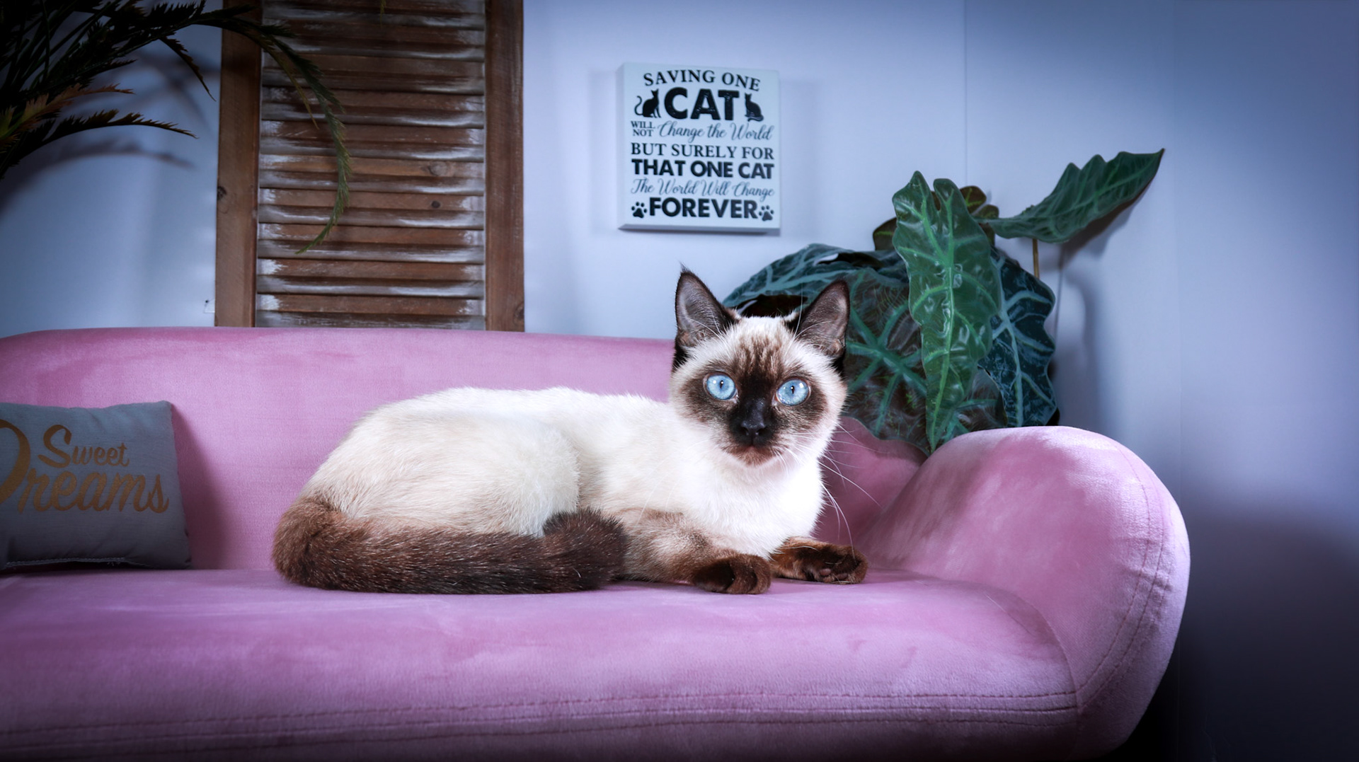 Meci (F-DSH-Seal Point Siamese)