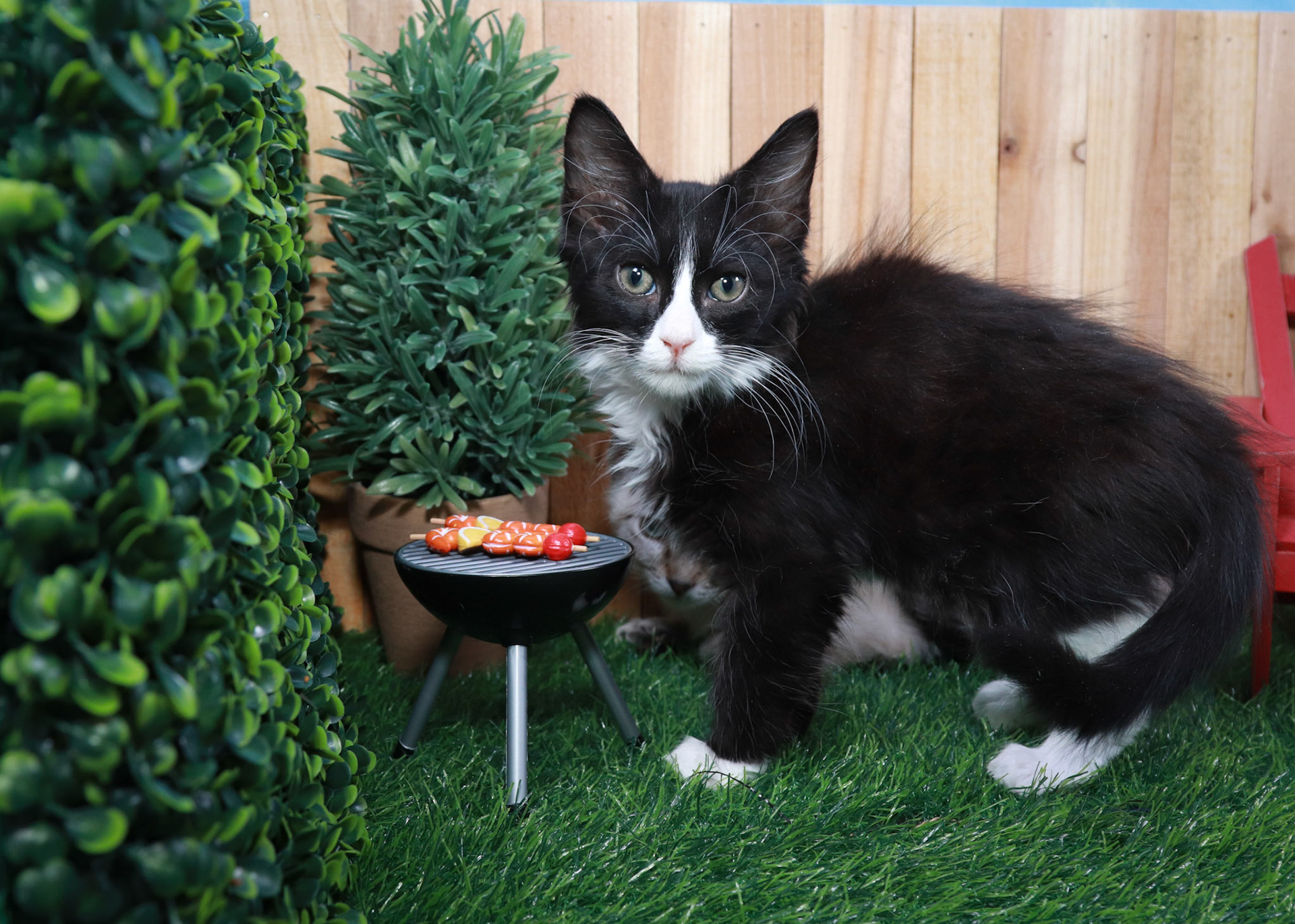 Sylvester (M-DLH-Black/White/Tuxie)