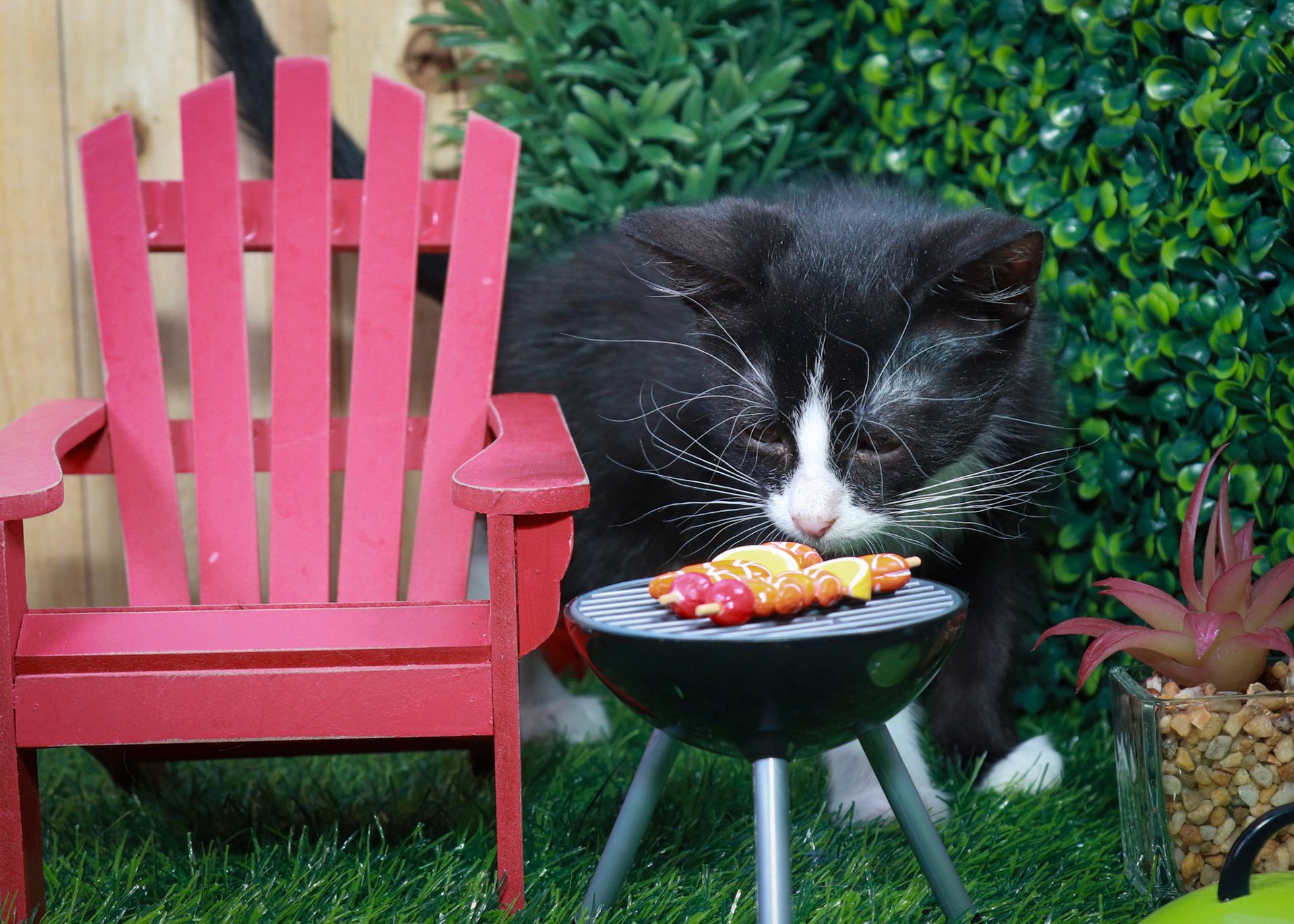Felix (M-DMH-Black/White/Tuxie)