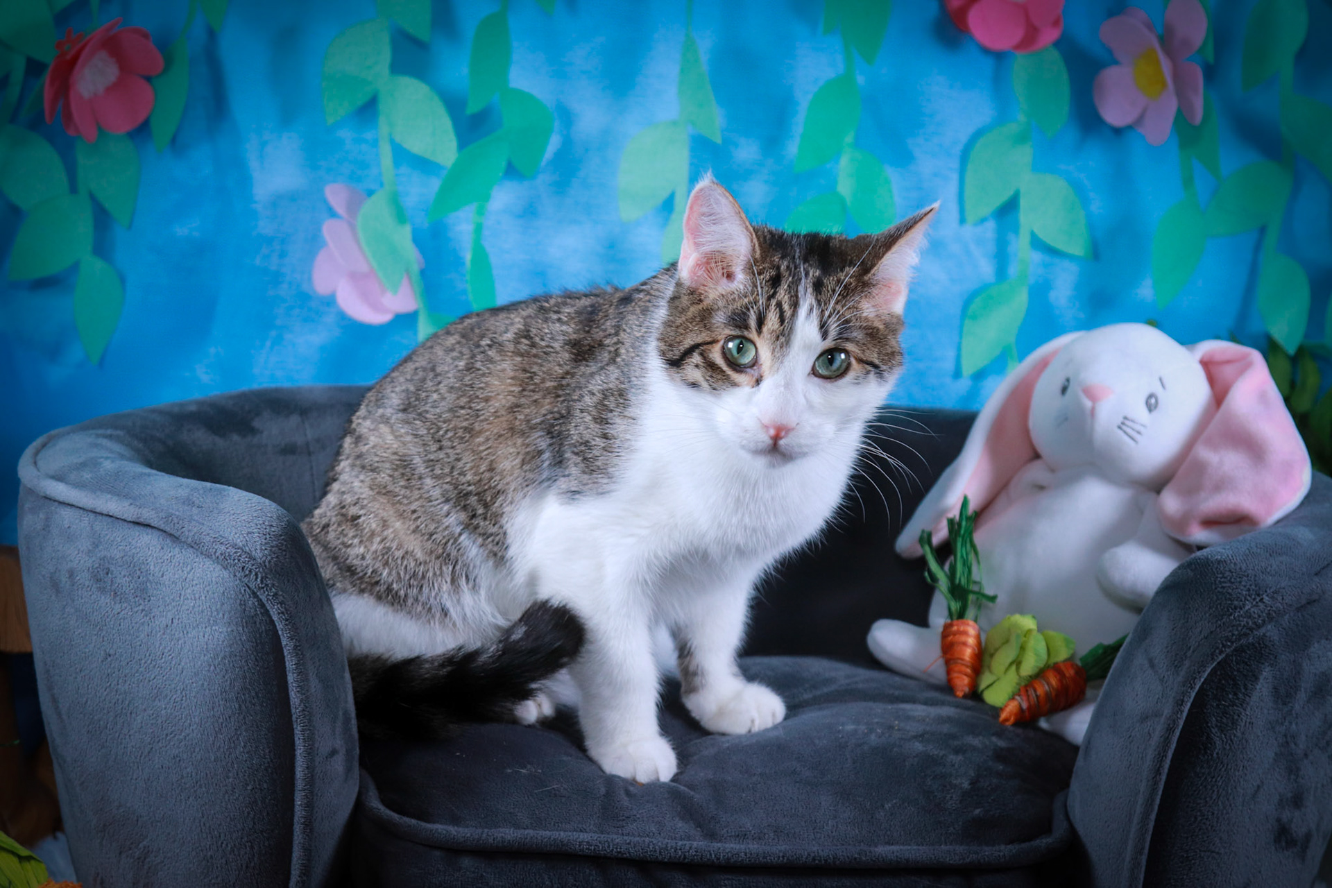 Magnolia (M-DSH-Grey/White/Tabby)