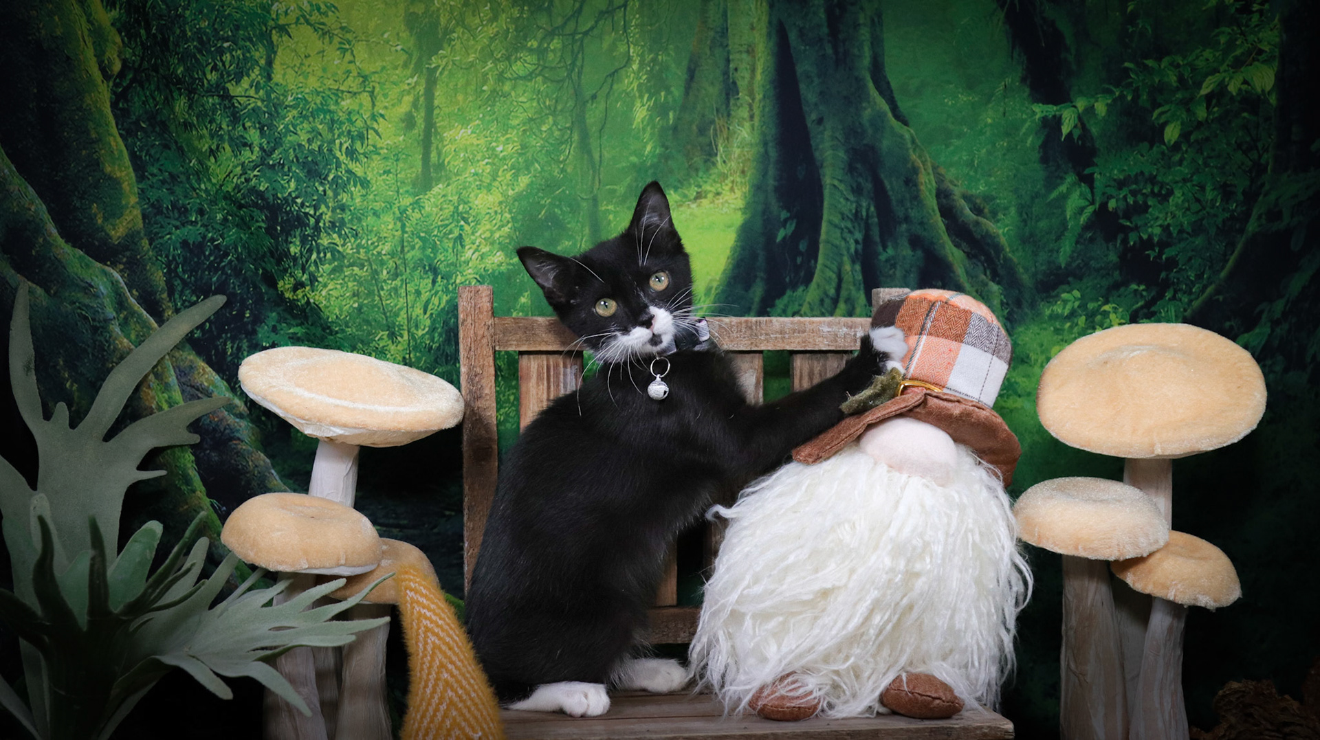 Enid (F-DSH-Black/White/Tuxie)