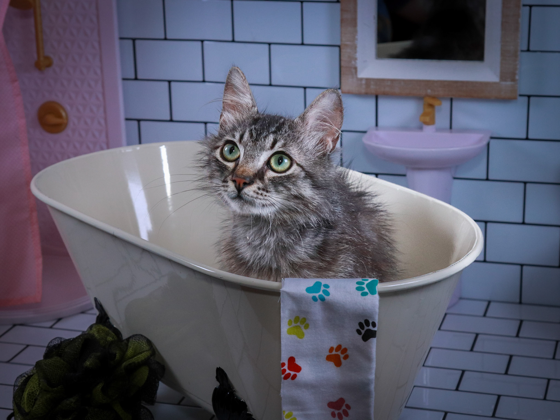 Bucky (M-DMH-Tabby)