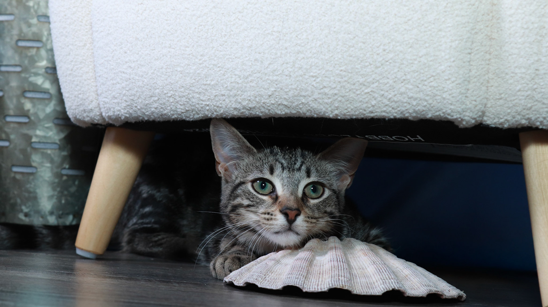 Nooki (F-DSH-Tabby)