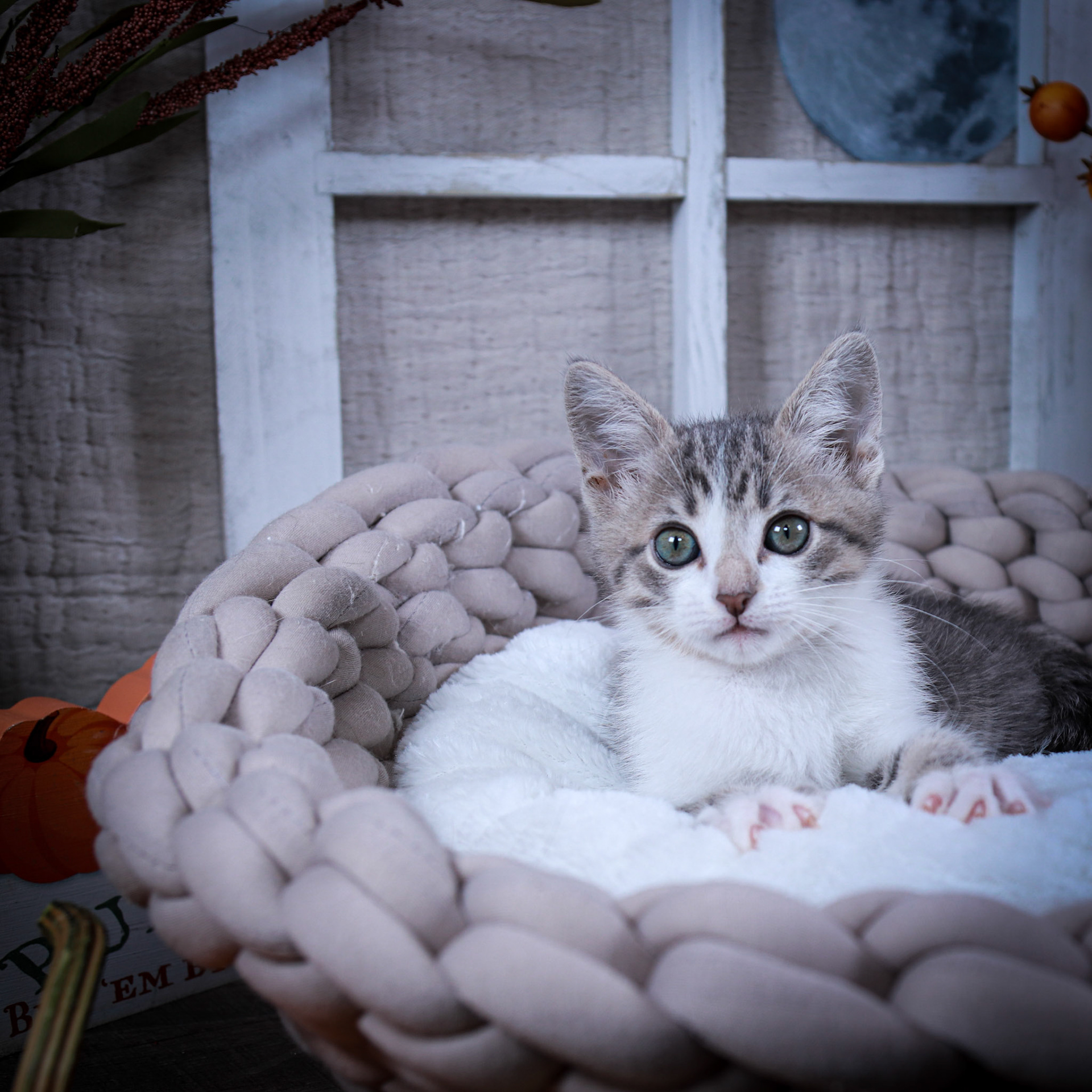 Nico (M-DSH-White/Gray/Tabby)