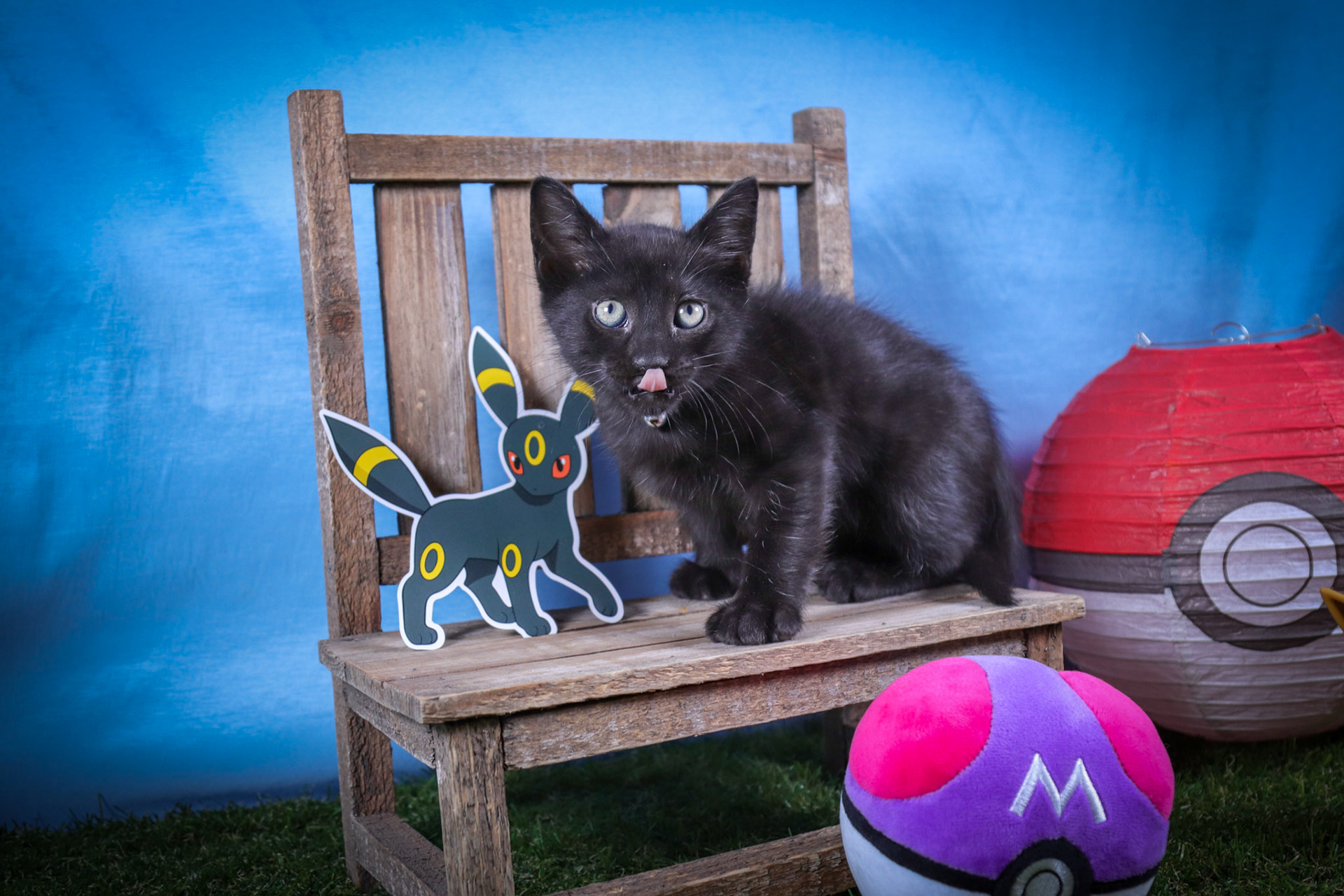 Umbreon (M-DSH-Black)