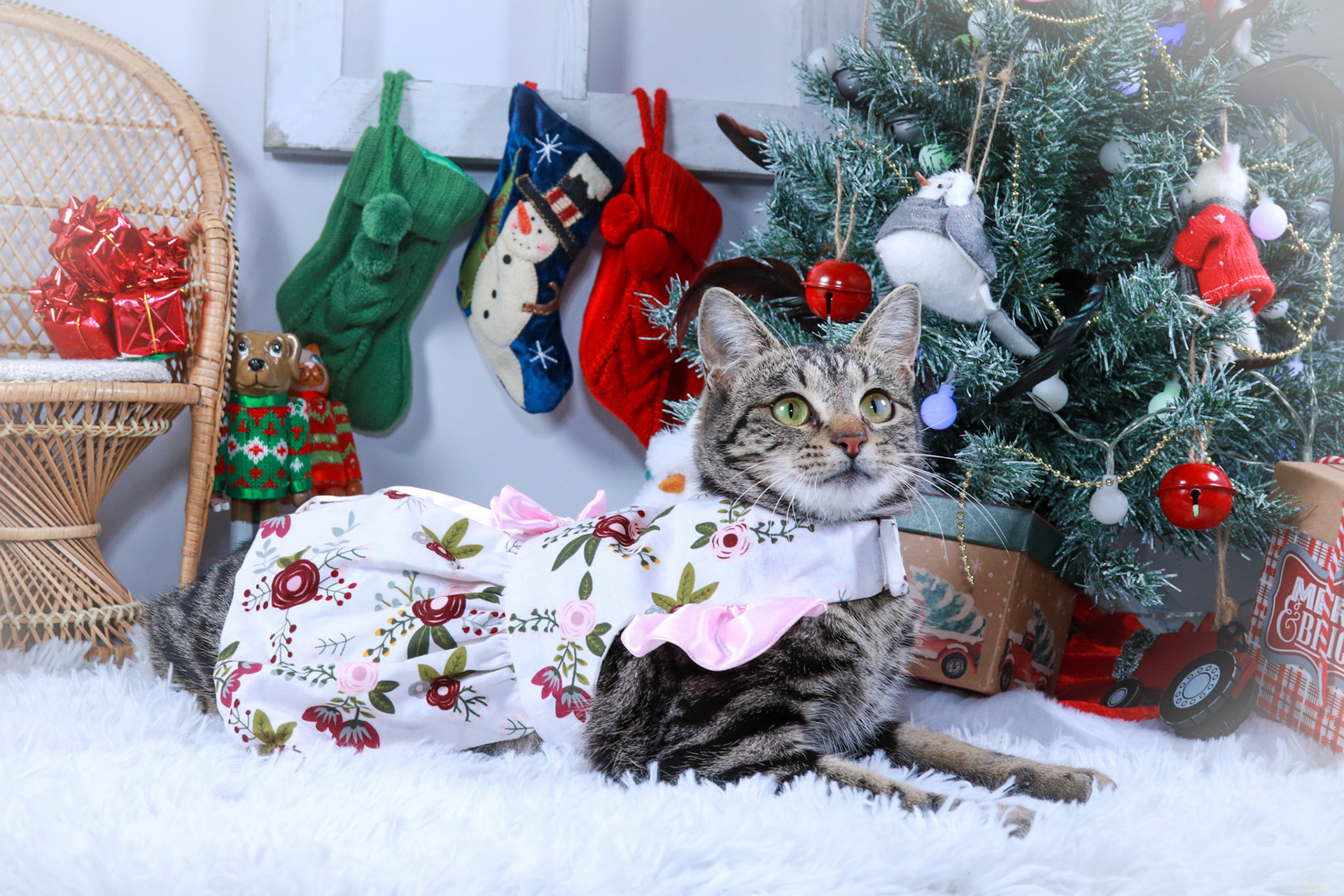 Mei Mei (F-DSH-Bullseye Tabby)
