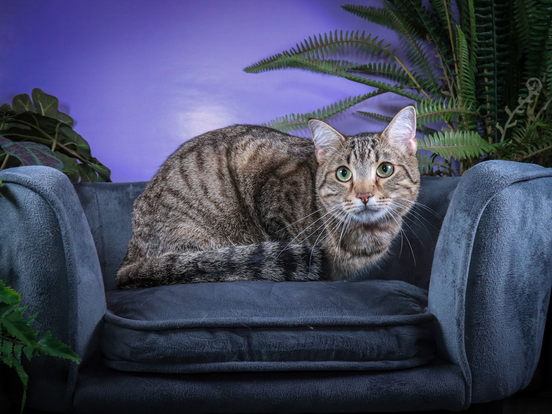 Rocky (M-DSH-Tabby)