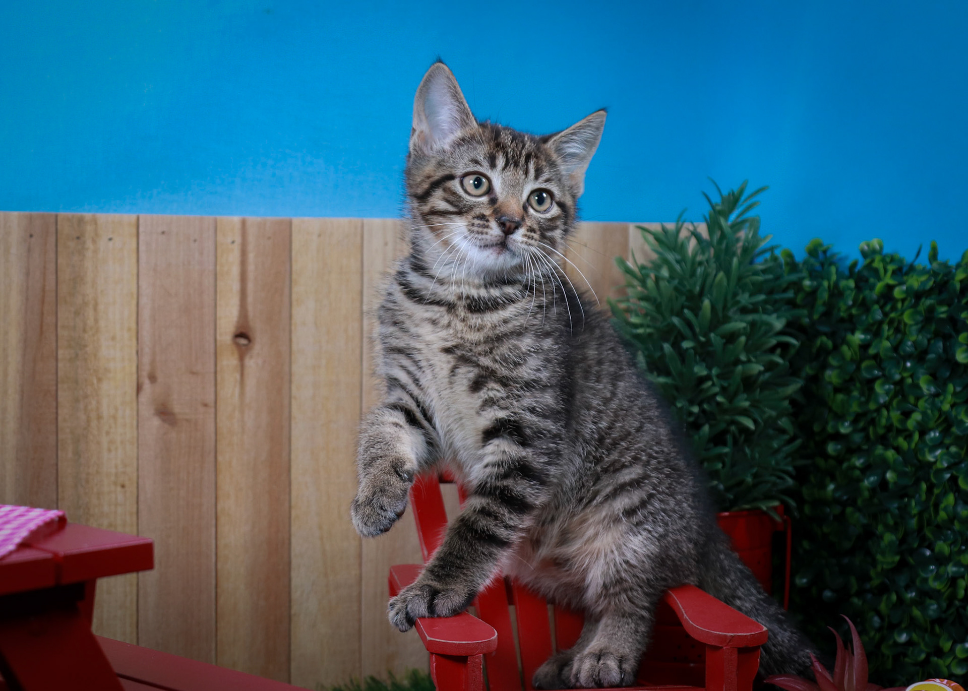 Timber (M-DSH-Brown/Tabby)